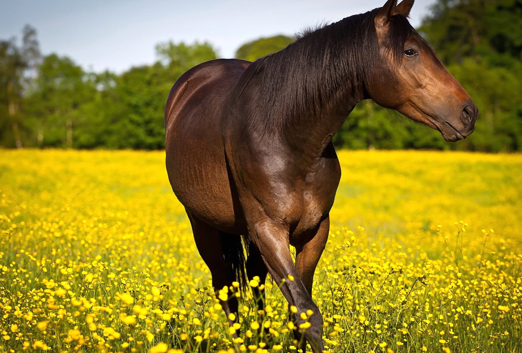 Close-up Flower Field Animal Horse wallpapers HD quality