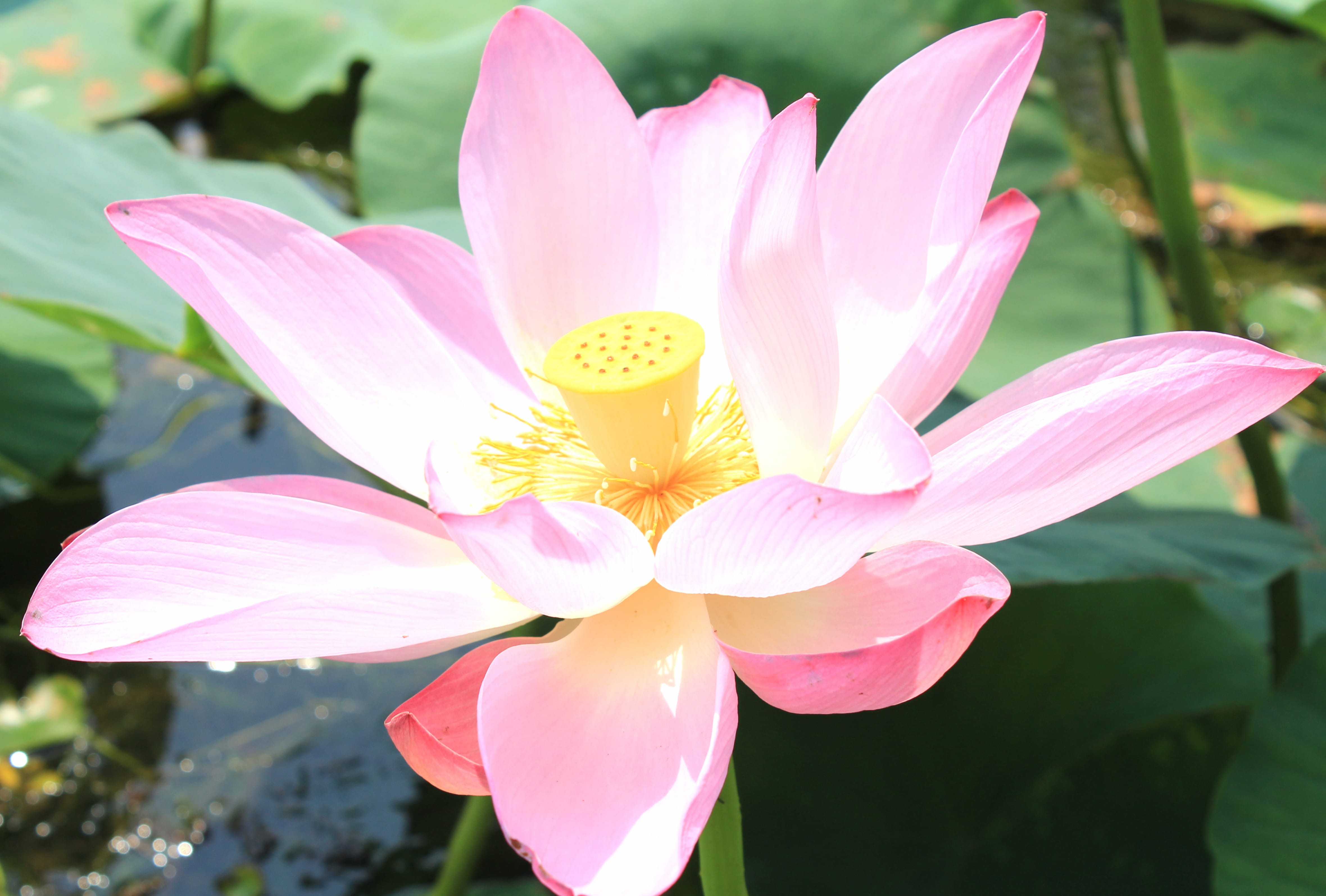 Close-up Nature Pink Flower Flower Lotus wallpapers HD quality