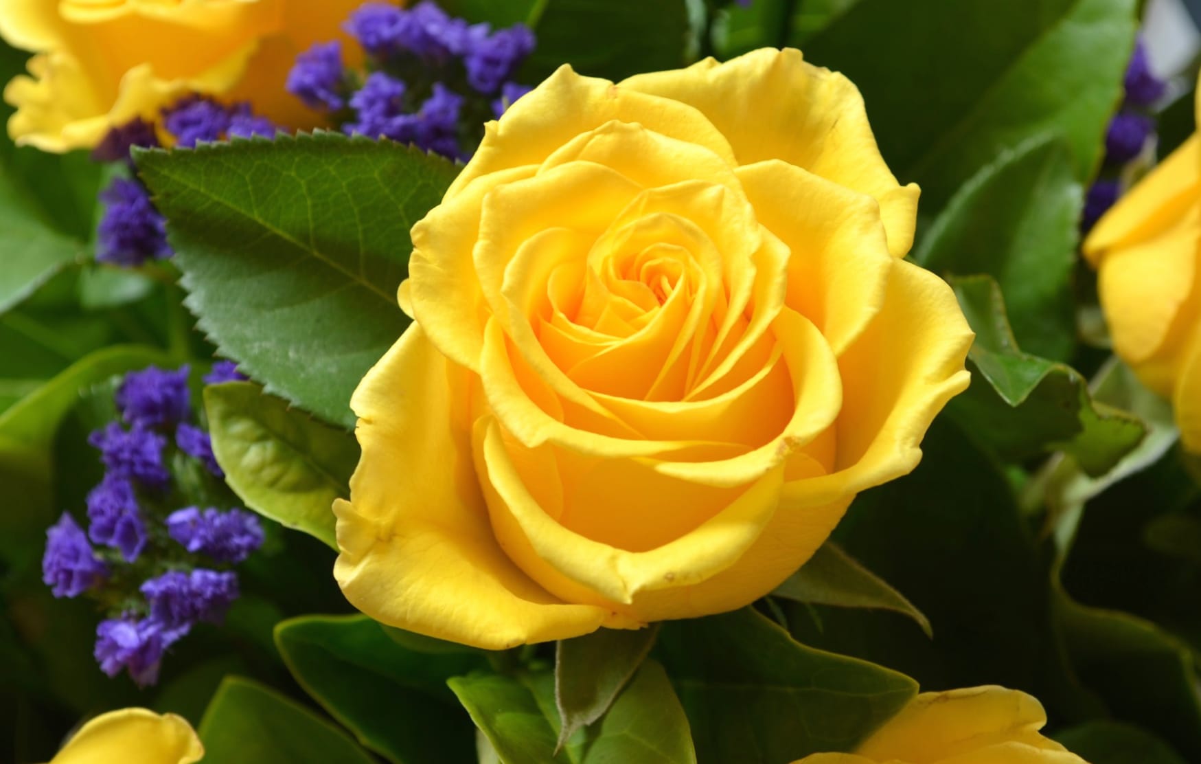 Close-Up of a Yellow Rose in a Bouquet at 640 x 1136 iPhone 5 size wallpapers HD quality