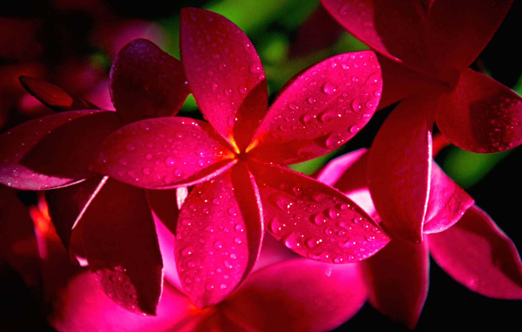 Close-up of Water Dropped Pink Plumeria Flower wallpapers HD quality