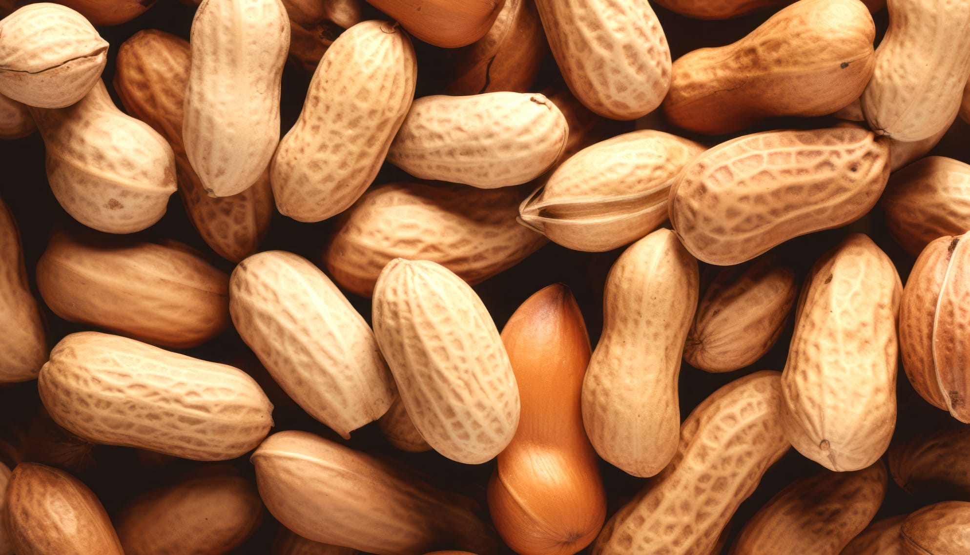 Close-up Peanut Wallpaper wallpapers HD quality