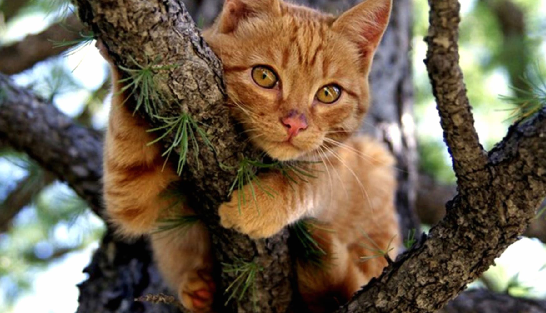 Close-up Tree Animal Cat wallpapers HD quality