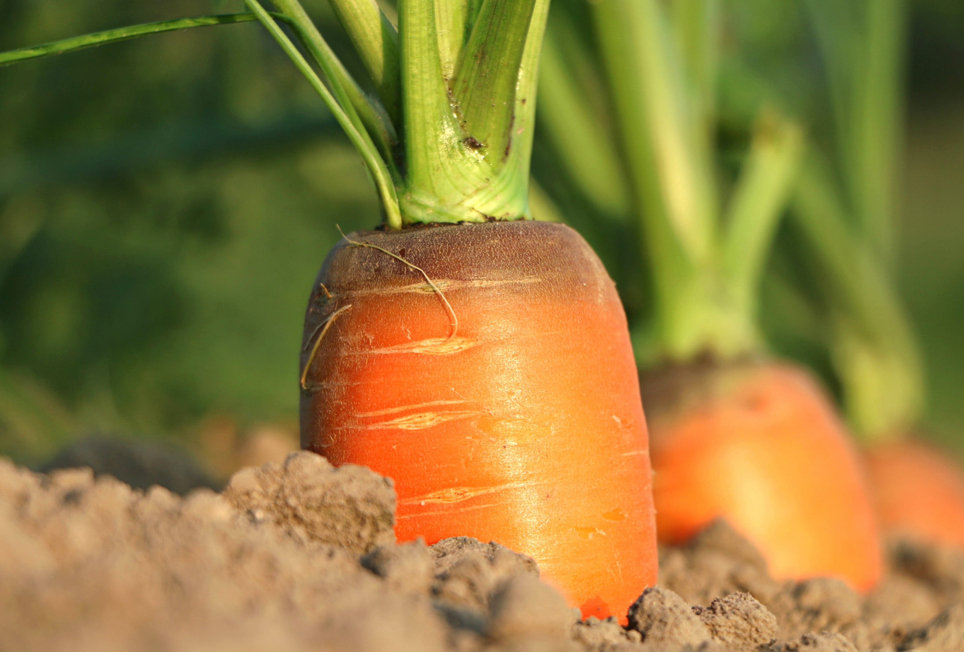 Close-up Vegetable Food Carrot at 1024 x 768 size wallpapers HD quality