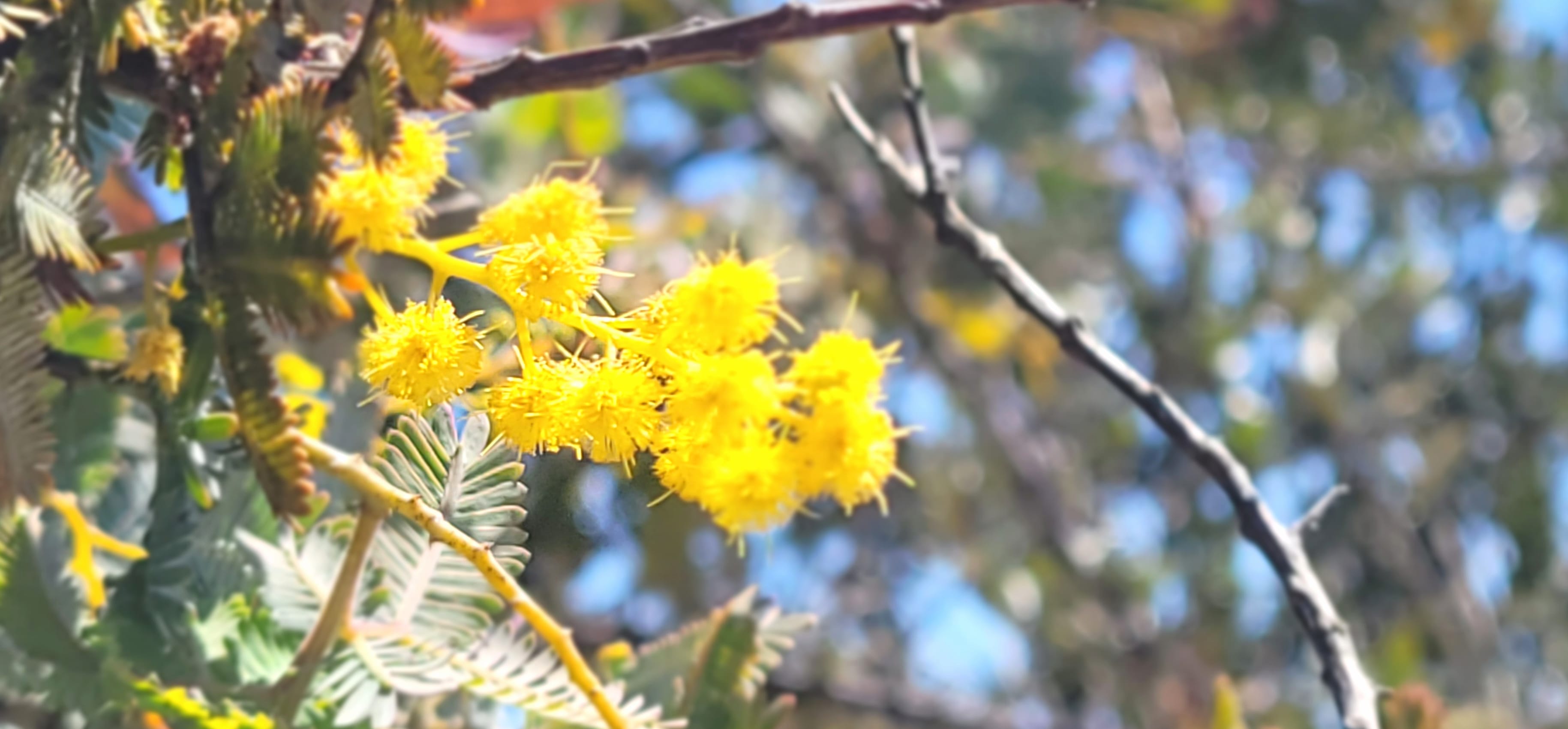 Closeup of Plants - Yellow Stalks at 750 x 1334 iPhone 6 size wallpapers HD quality