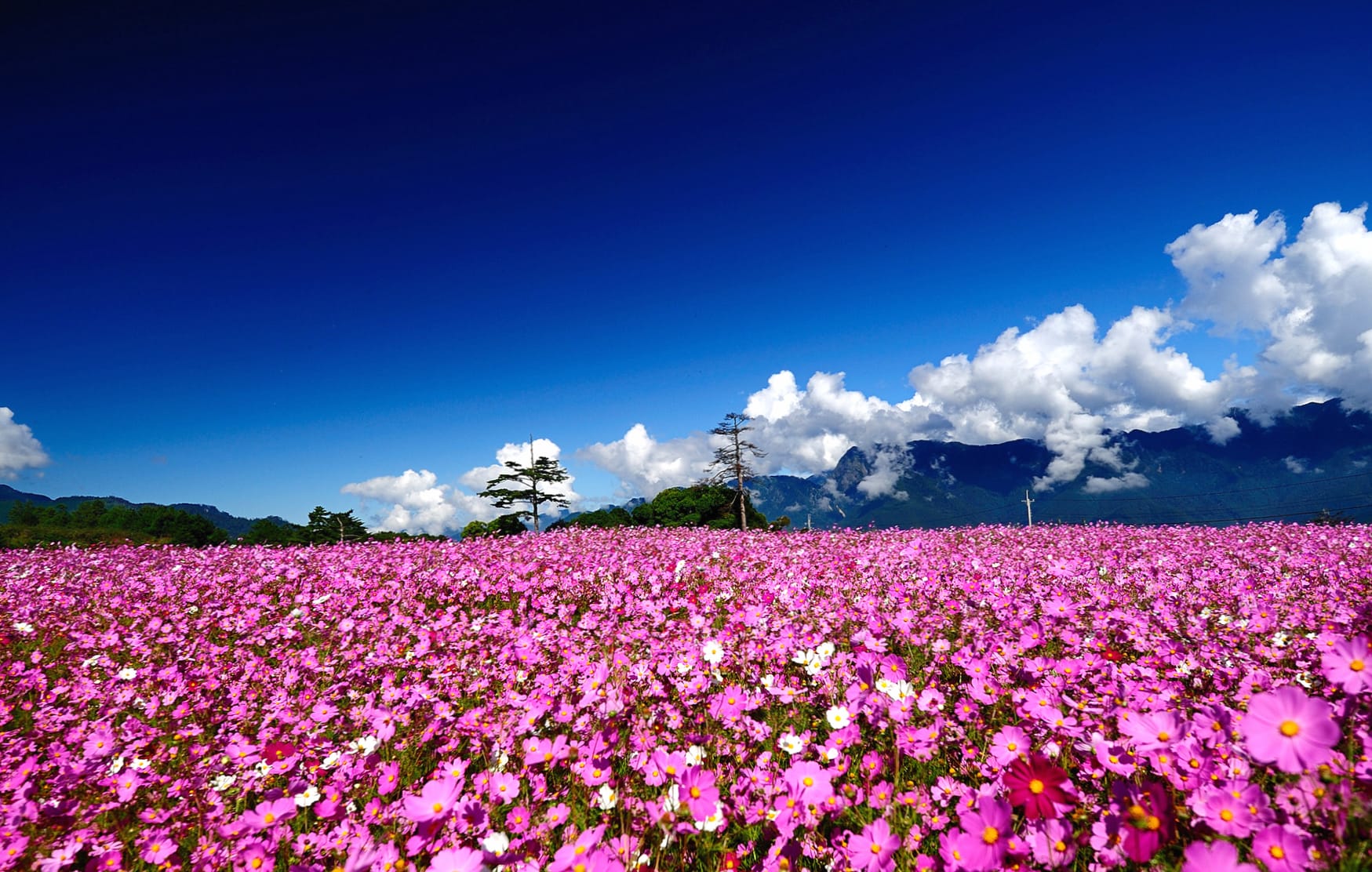 Cloud Sky Mountain Field Scenic Landscape Nature Flower at 320 x 480 iPhone size wallpapers HD quality