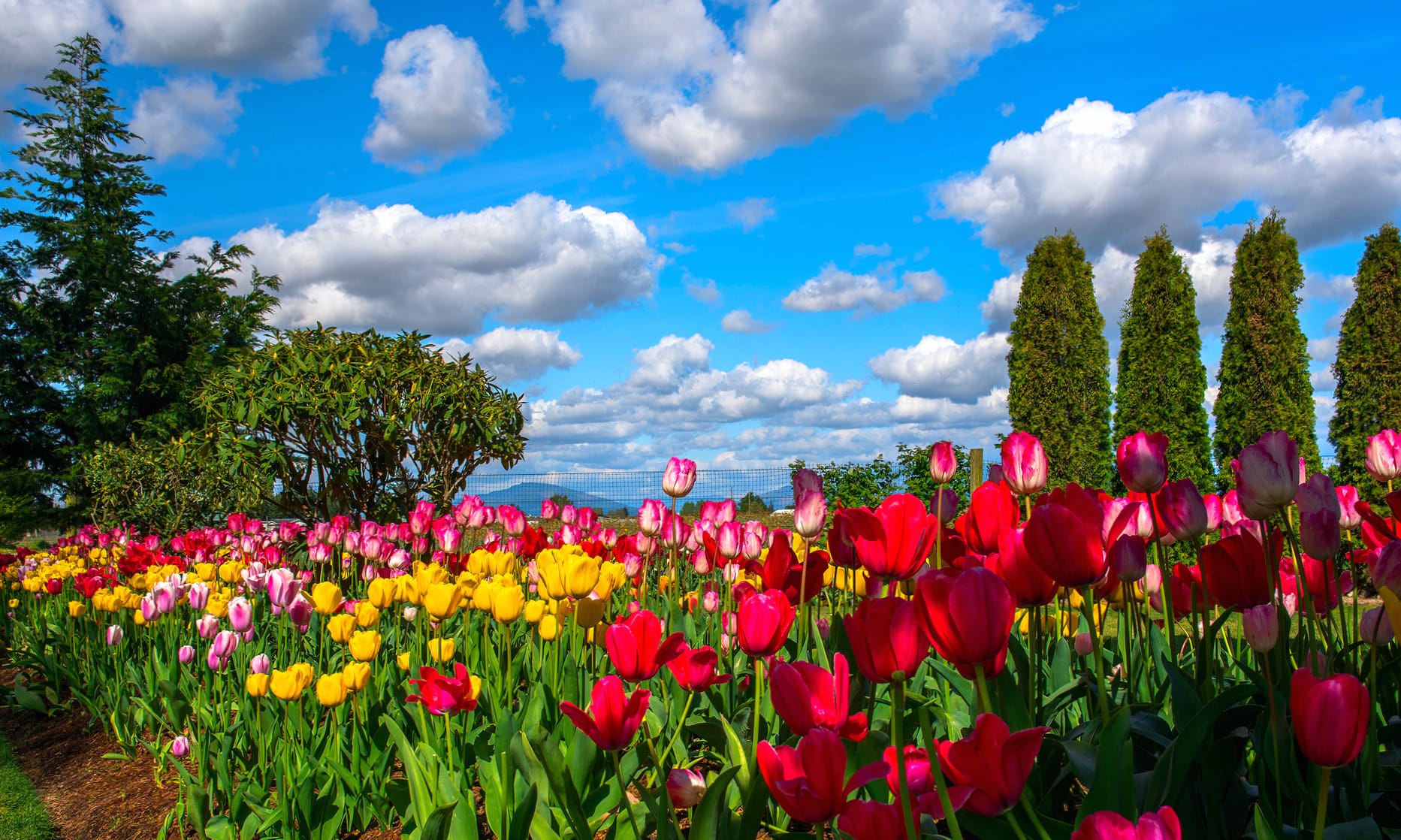 Cloud Sky Park Flower Nature Tulip at 2048 x 2048 iPad size wallpapers HD quality