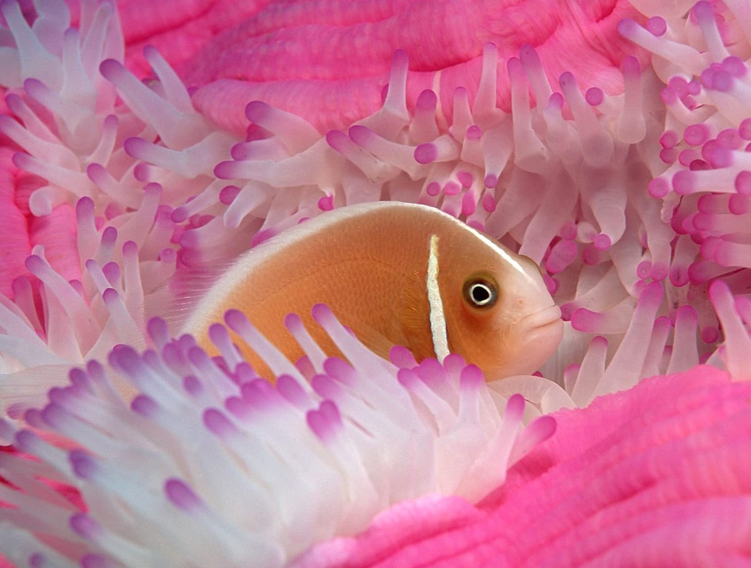 Clownfish and Anemone at 1680 x 945 HD size wallpapers HD quality