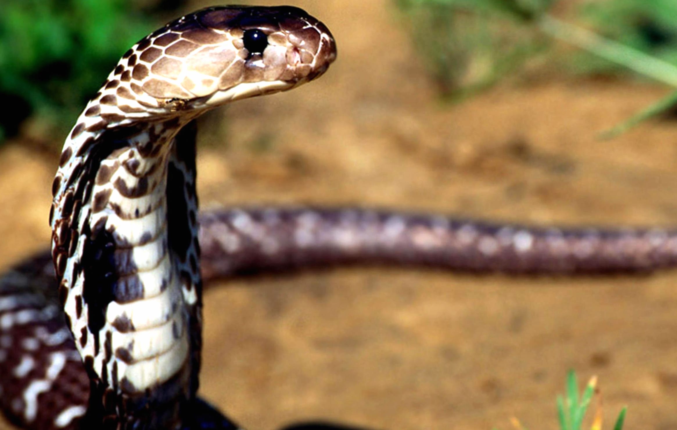 Cobra Majesty - wallpapers HD Cobra Majesty - wallpapers HD quality
