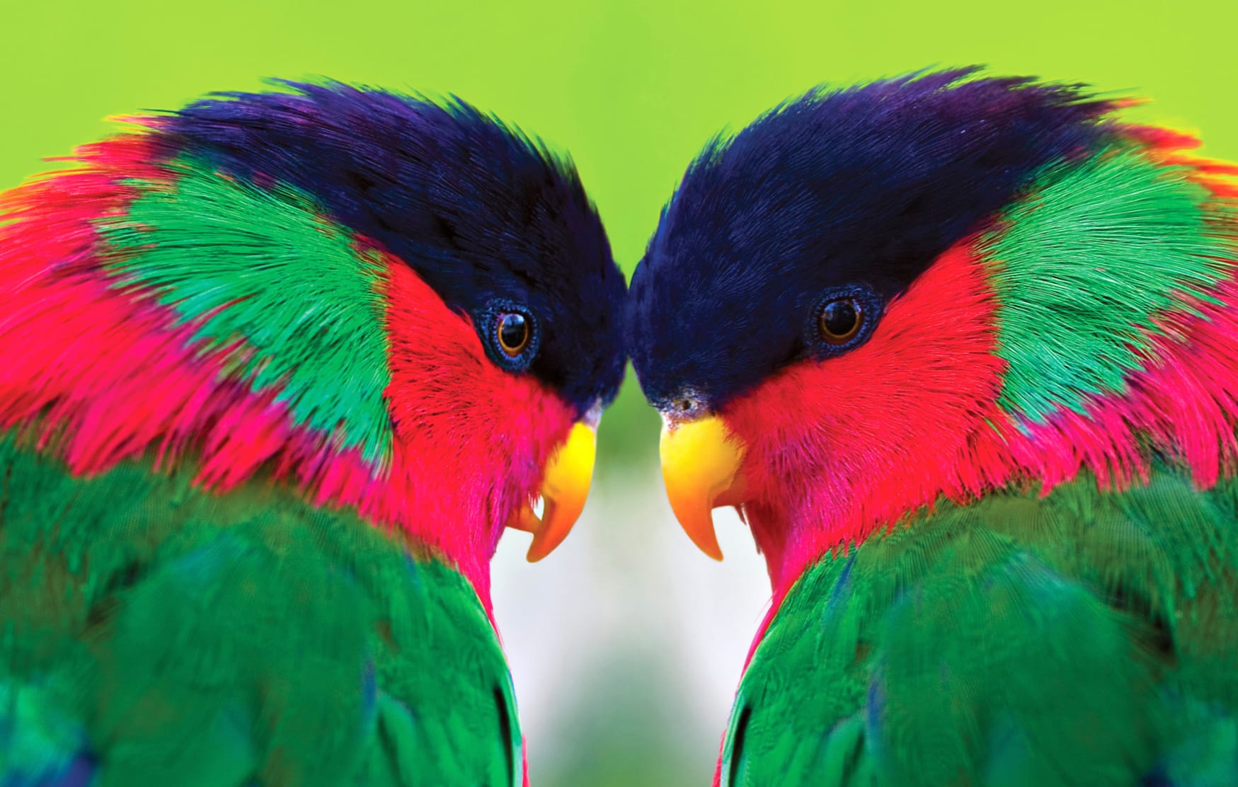 Collared Lory Parrot wallpapers HD quality