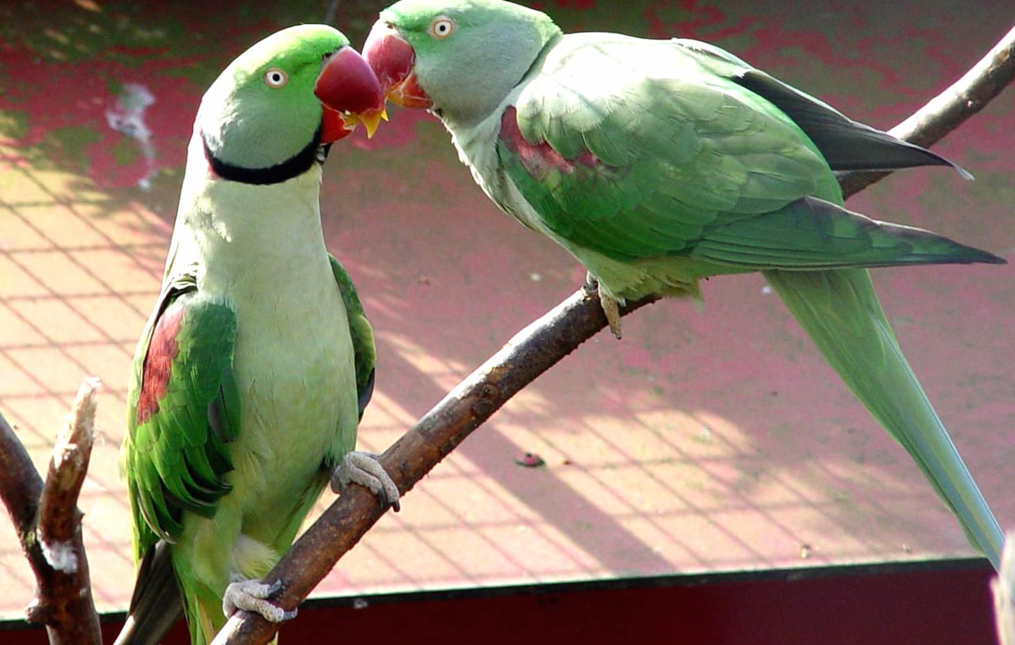 Colorful Alexandrine Parakeet Duo wallpapers HD quality