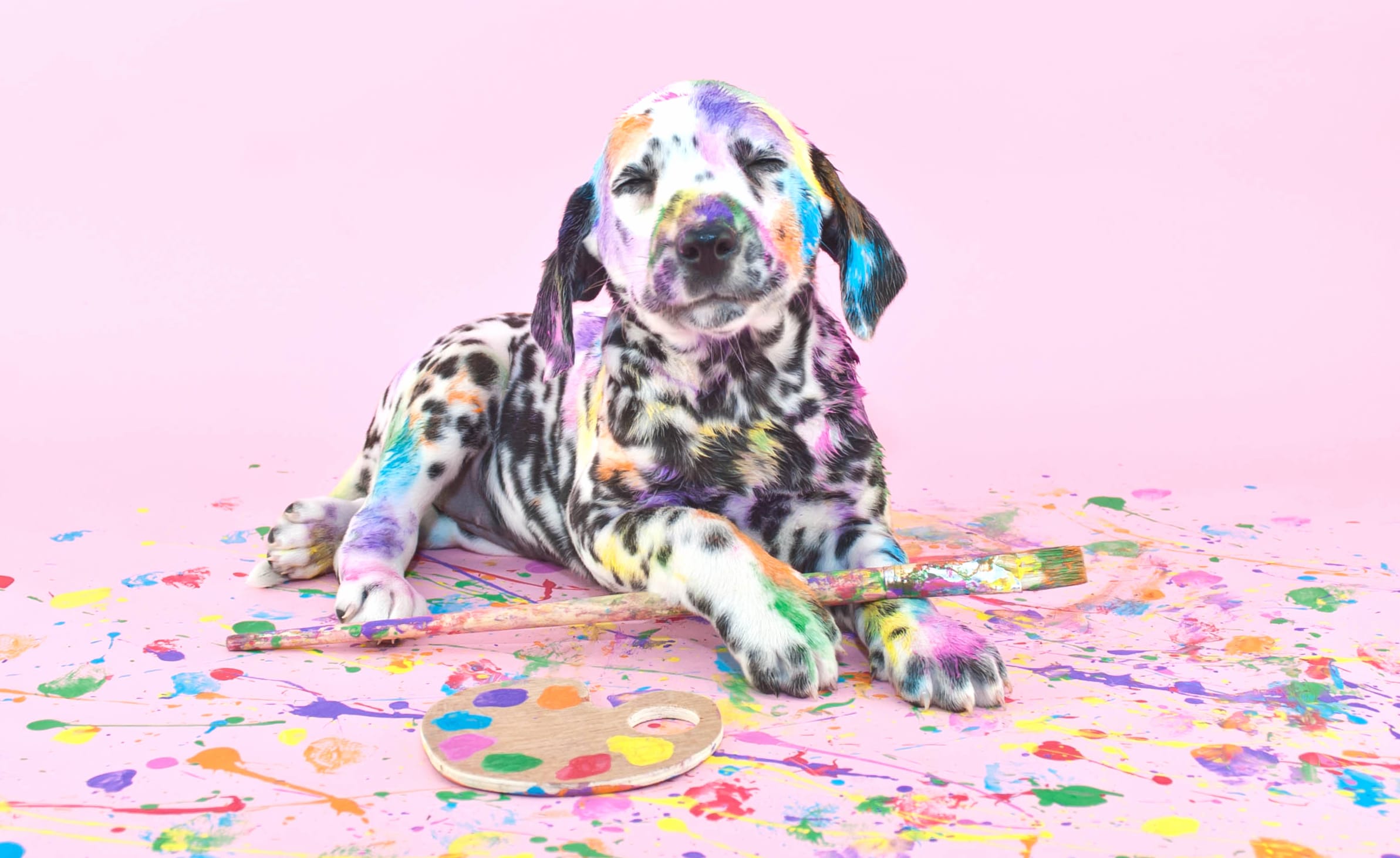 Colorful Dalmatian Puppy wallpapers HD Colorful Dalmatian Puppy wallpapers HD quality