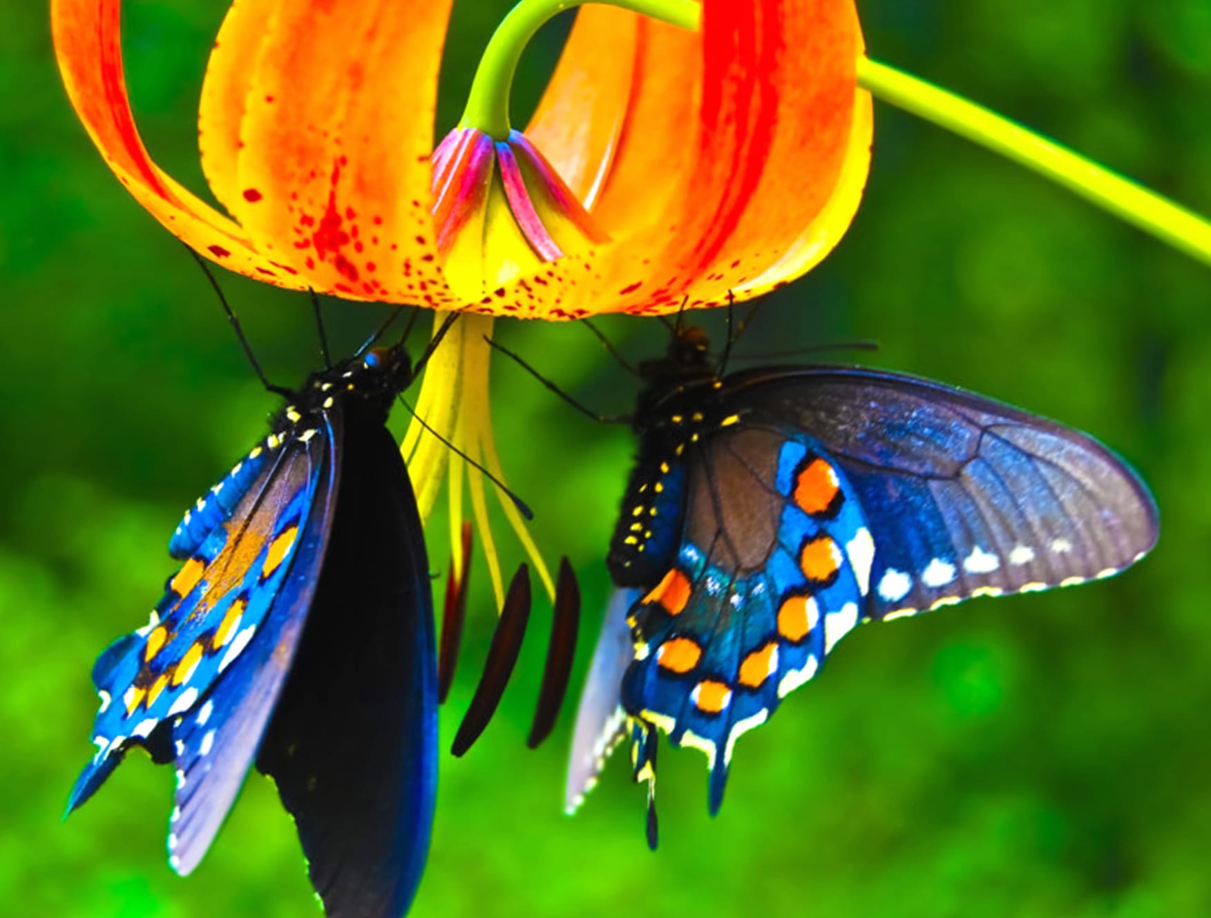 Colorful Flower Blue Animal Butterfly wallpapers HD quality