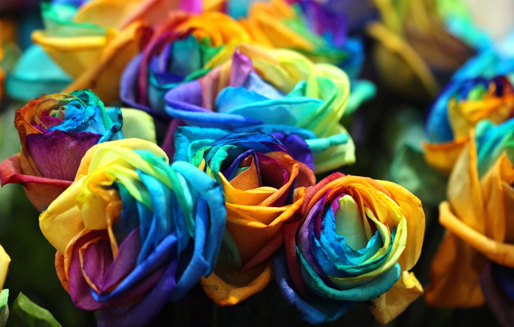 Colorful Flower Nature Rose at 1280 x 720 HD size wallpapers HD quality