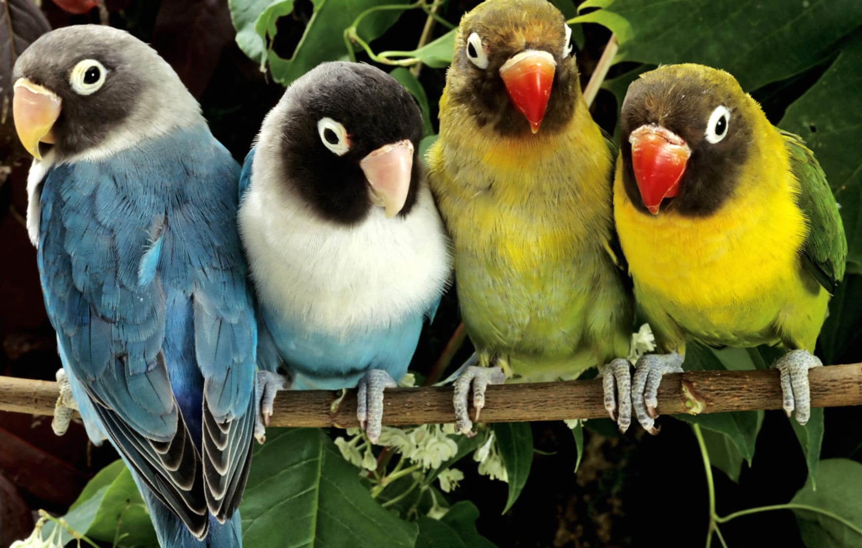 Colorful Lovebirds on Branch wallpapers HD quality