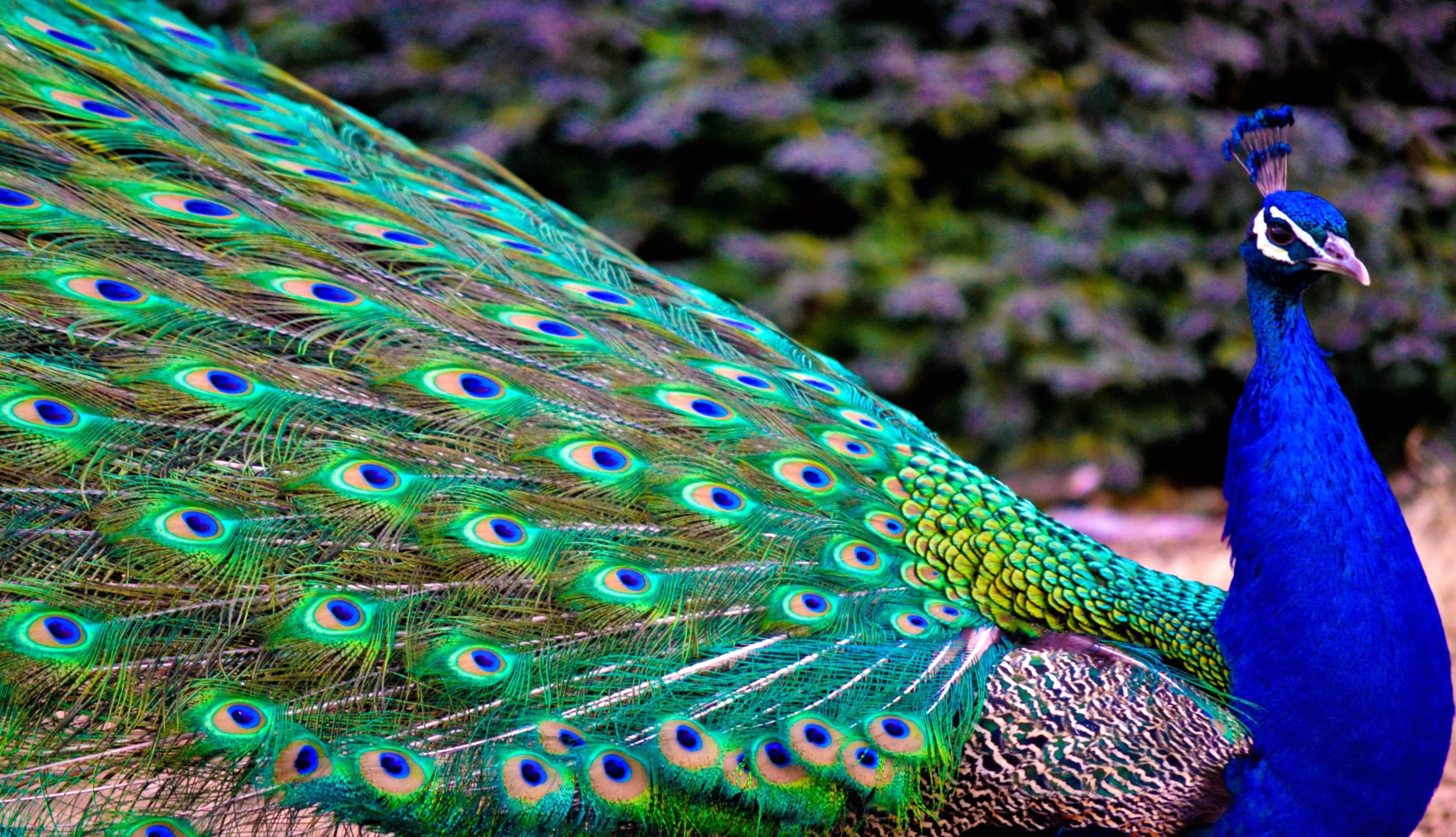 Colorful Peacock wallpapers HD quality