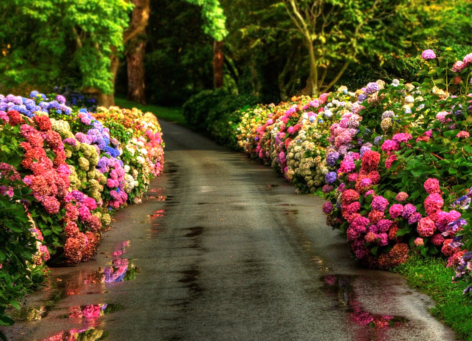 Colorful Spring Hydrangea Path wallpapers HD quality