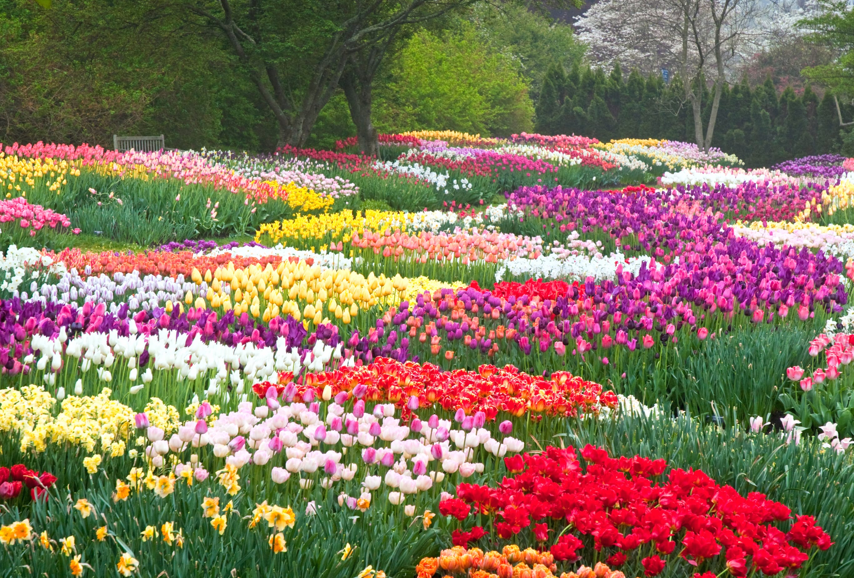 Colorful Spring Tulips in Netherlands wallpapers HD quality