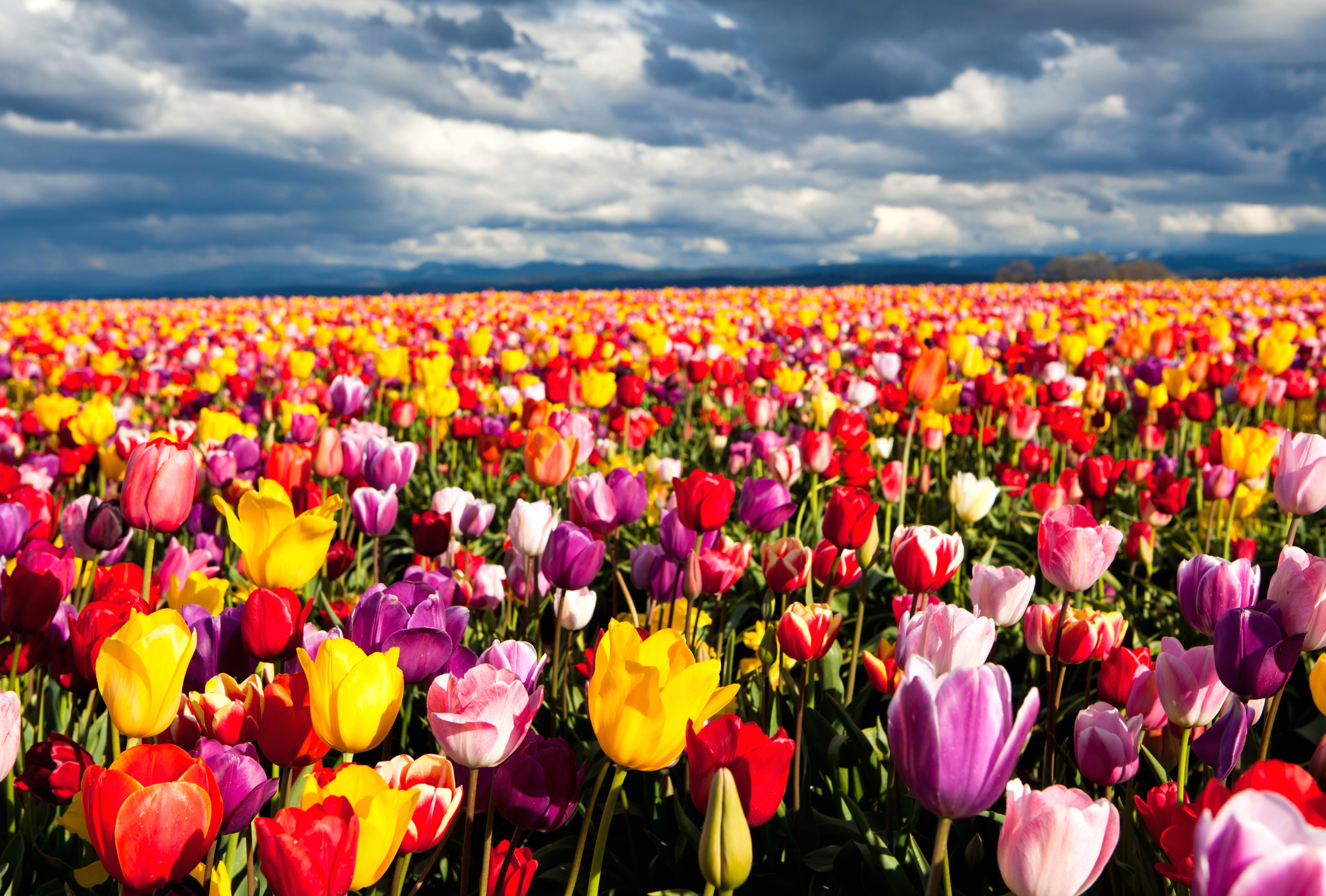 Colorful Tulip Field - wallpapers HD quality