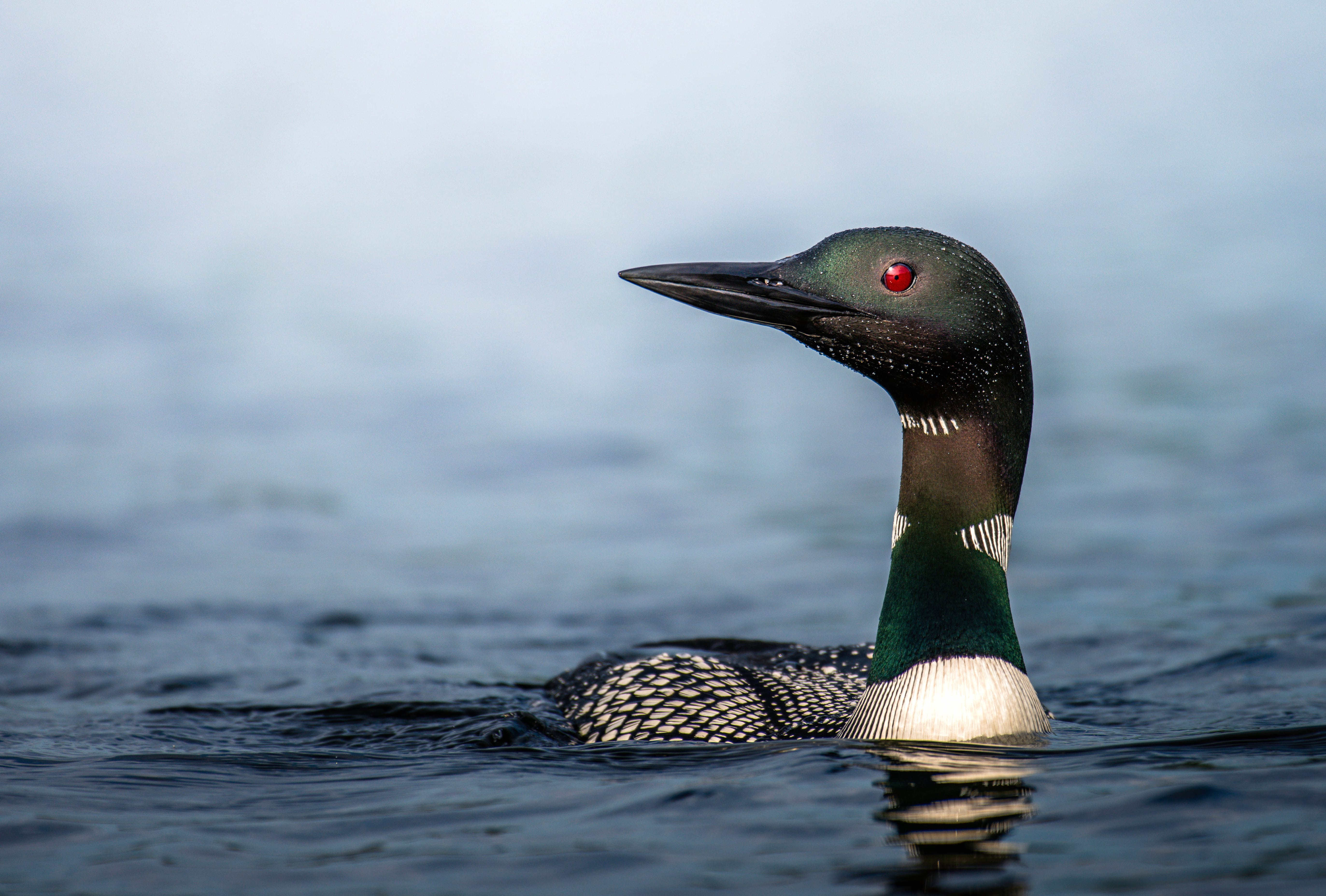 Common Loon Animal Loon wallpapers HD quality