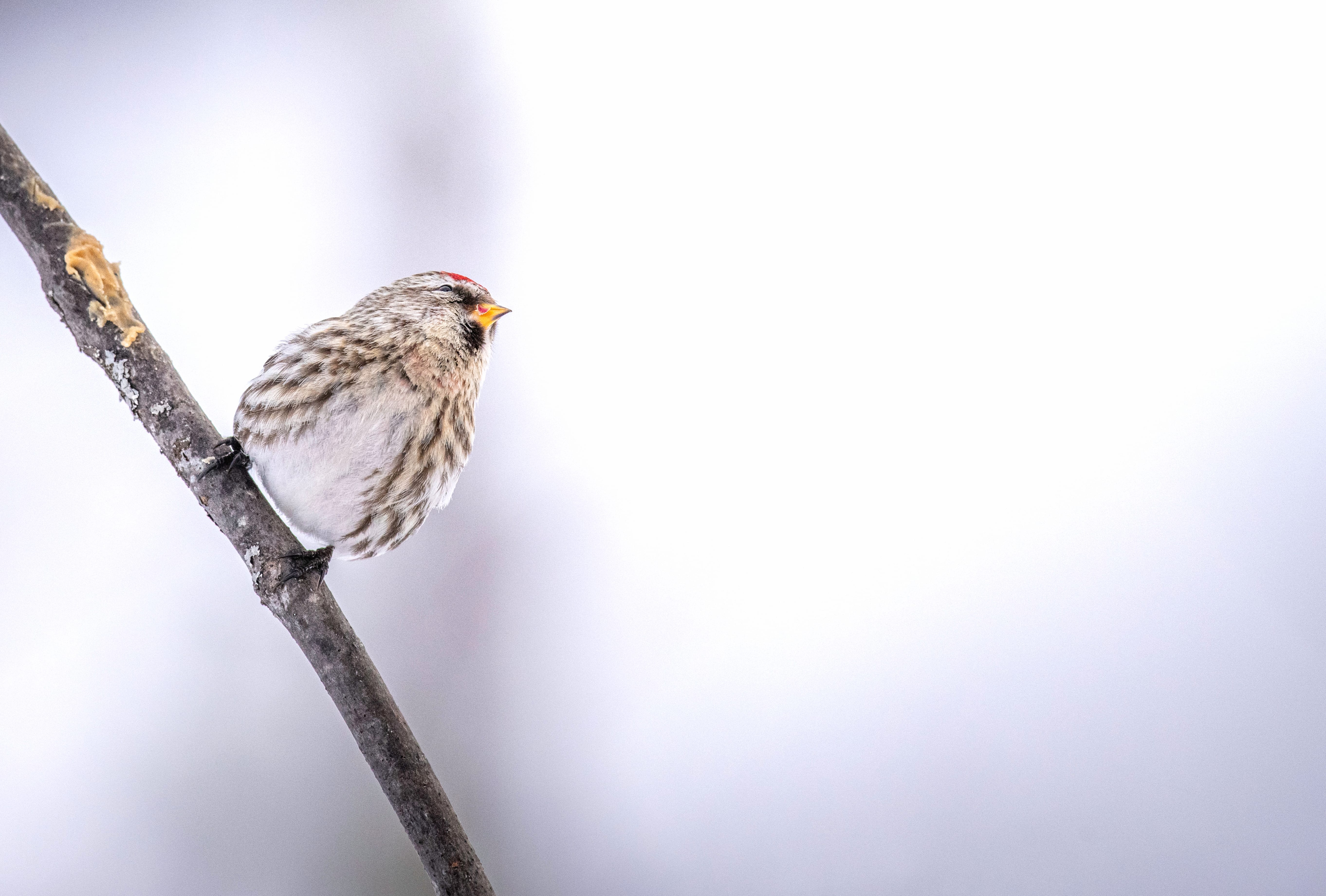 Common Redpoll Animal Common Redpoll wallpapers HD Common Redpoll Animal Common Redpoll wallpapers HD quality