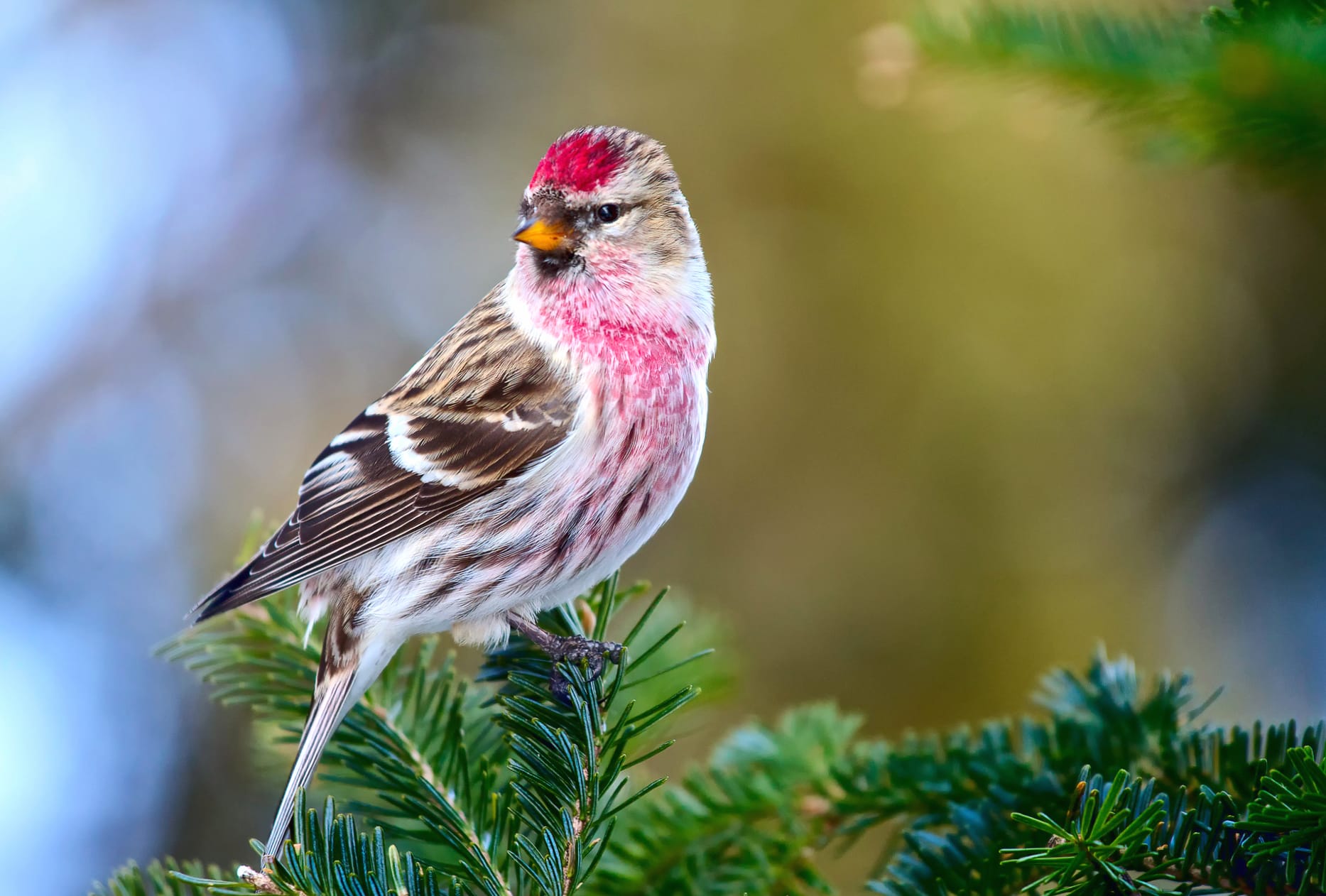 Common Redpoll Songbird Passerine Bokeh Branch Finch Animal Common Redpoll wallpapers HD Common Redpoll Songbird Passerine Bokeh Branch Finch Animal Common Redpoll wallpapers HD quality