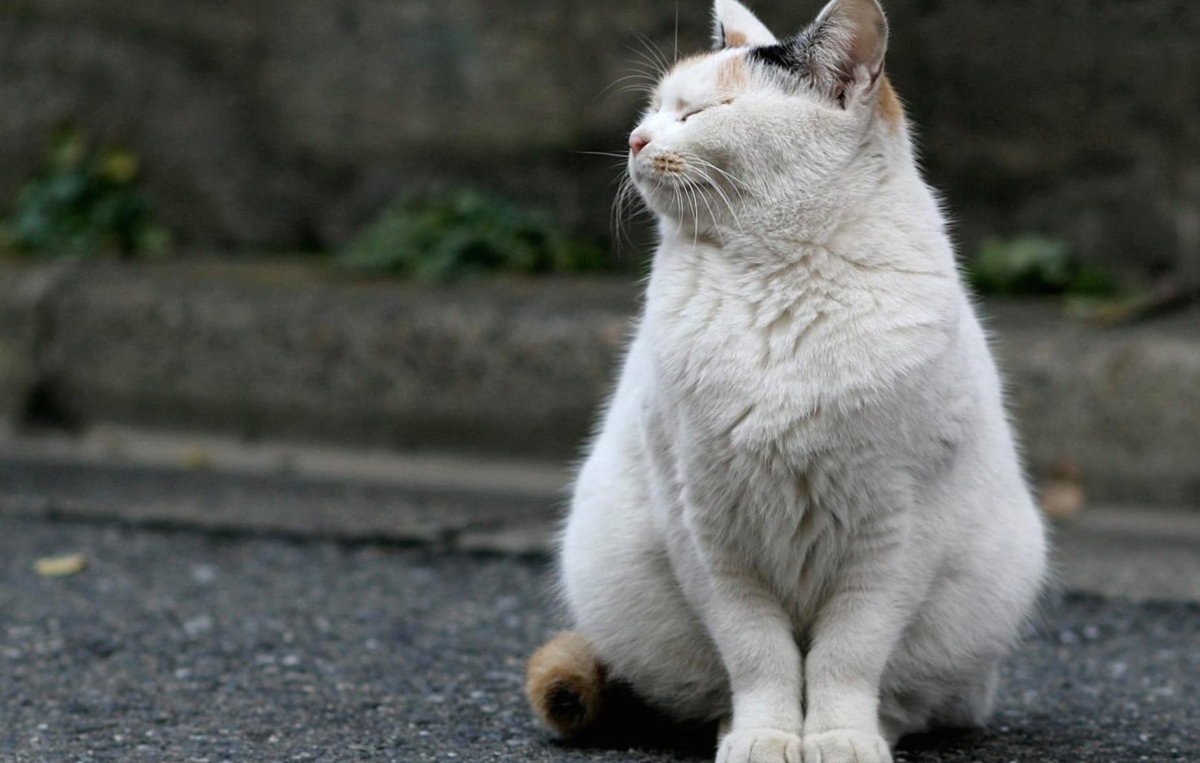 Contemplative Cat wallpapers HD quality