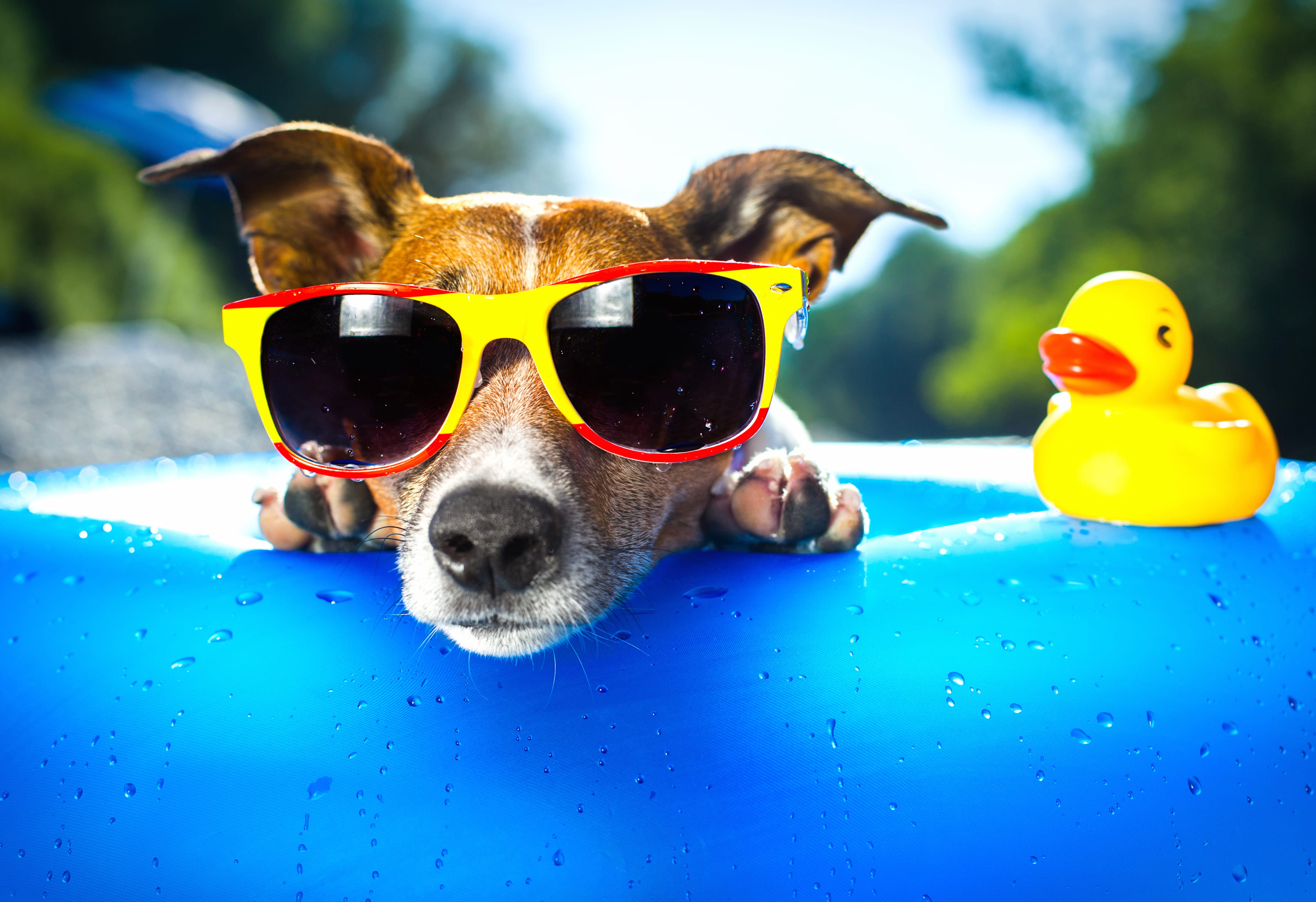 Cool Canine Vibes Summer Sunglasses Dog wallpapers HD quality