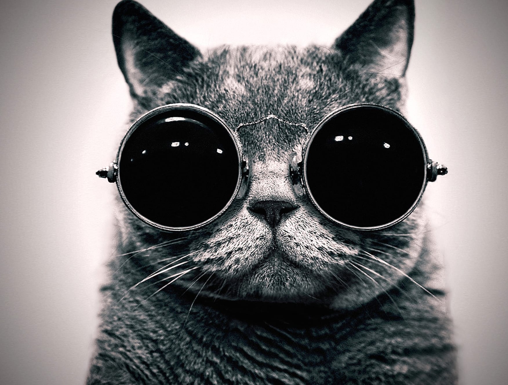 Cool Cat at 2560 x 1440 HD size wallpapers HD quality