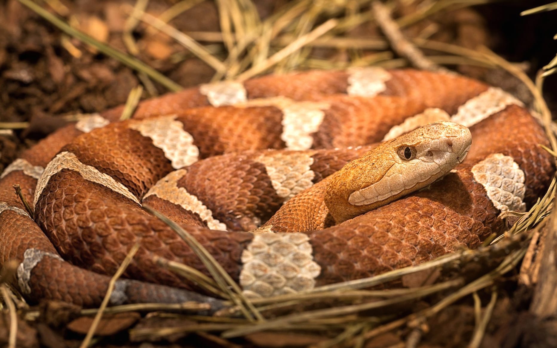 Copperhead Snake wallpapers HD quality