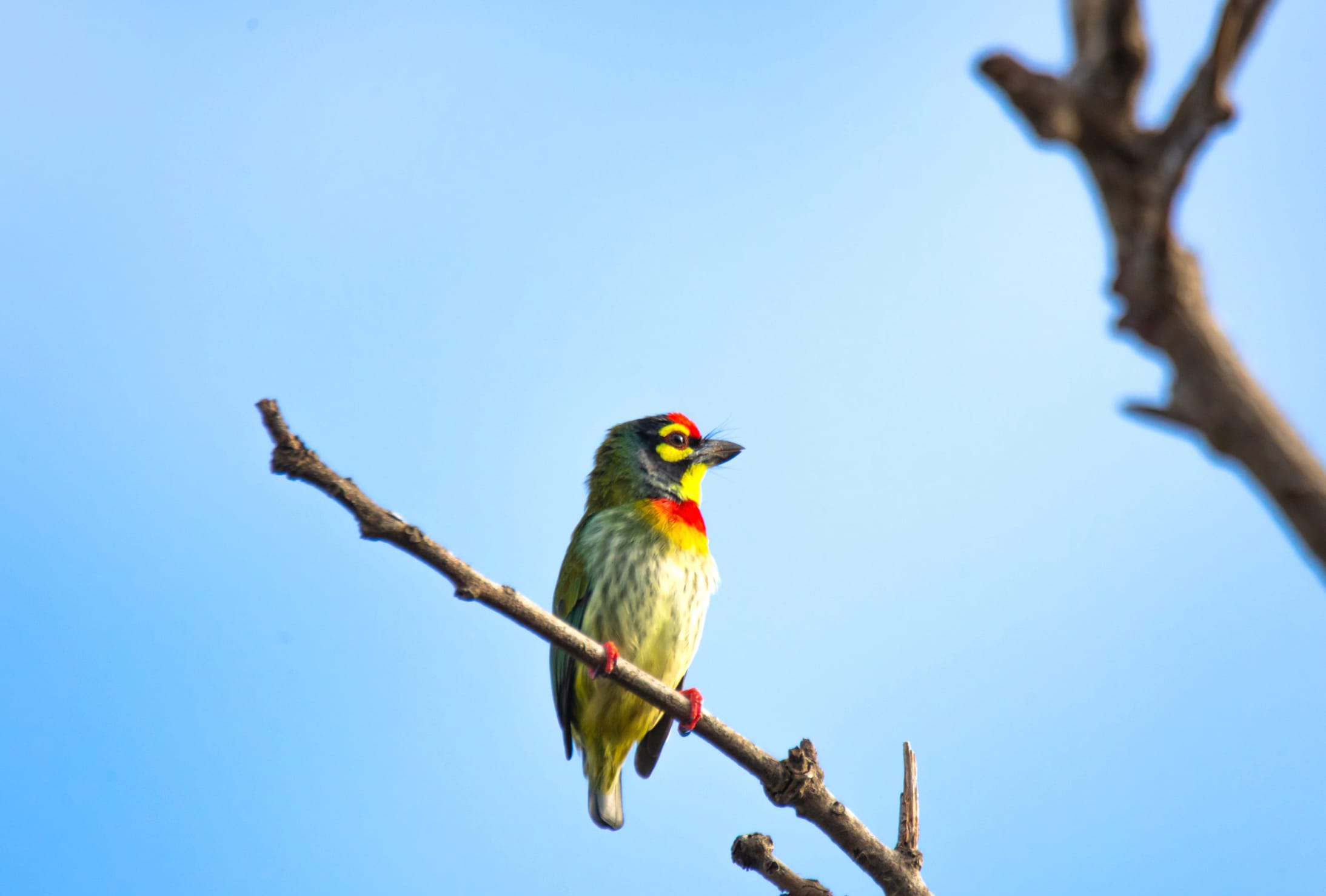 Coppersmith Barbet Animal Barbet at 1366 x 768 HD size wallpapers HD quality