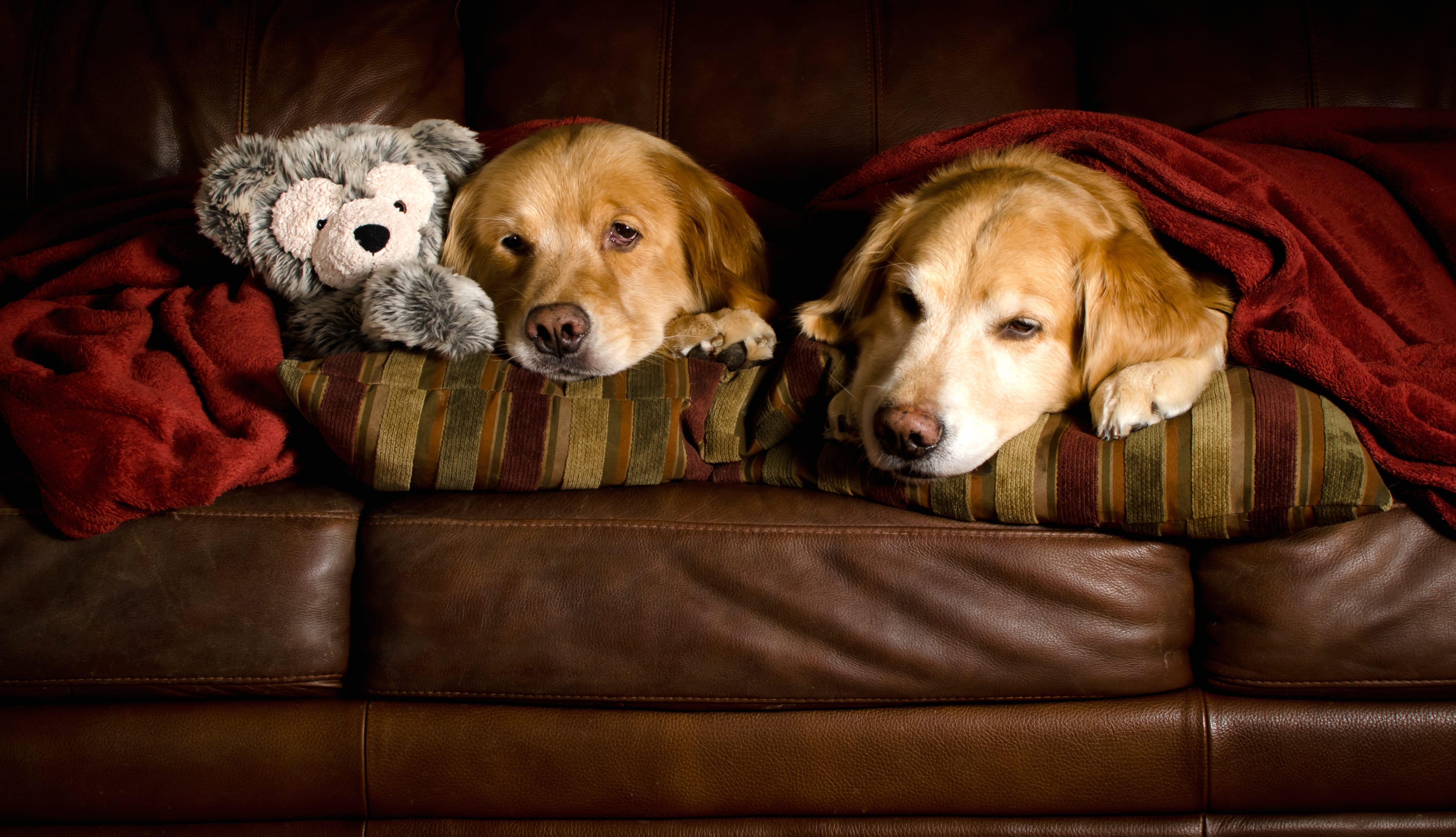 Couch Cuddles with Golden Retrievers wallpapers HD quality