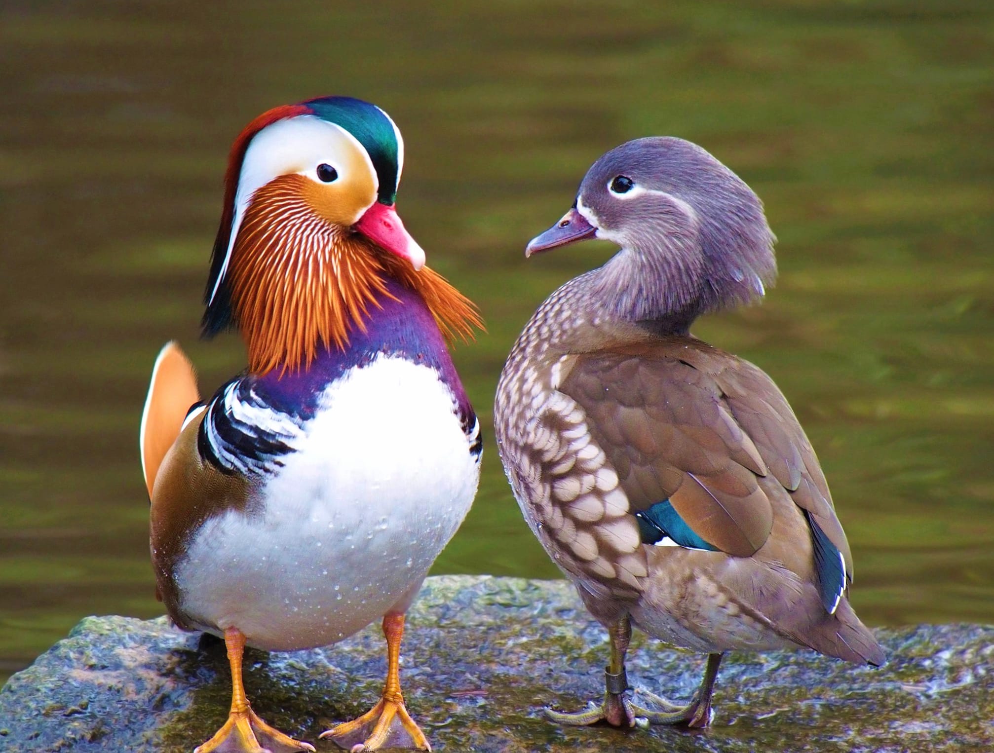 Couple Duck Bird Animal Mandarin Duck at 1366 x 768 HD size wallpapers HD quality