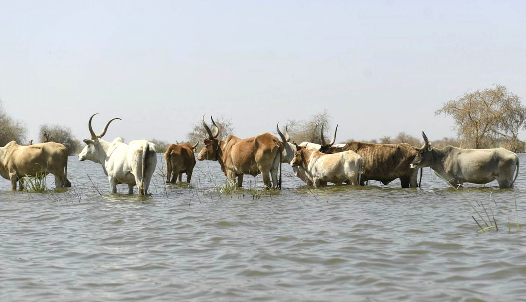 Cow Animal Zebu wallpapers HD Cow Animal Zebu wallpapers HD quality
