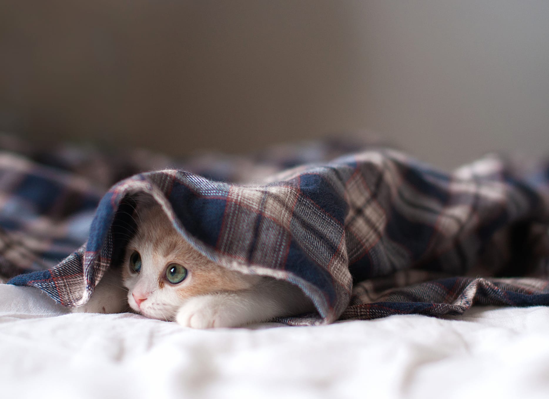 Cozy Cat at 640 x 1136 iPhone 5 size wallpapers HD quality