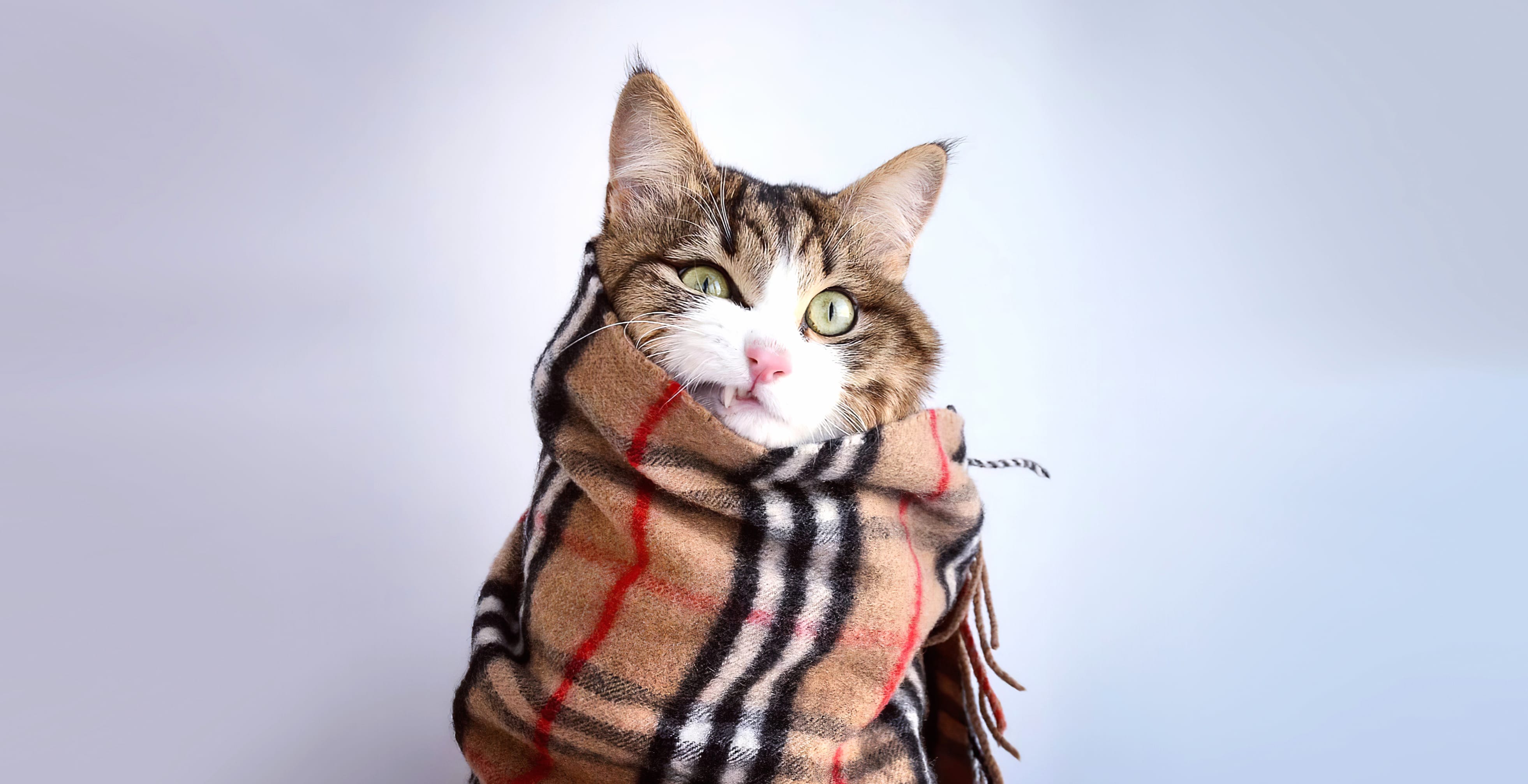 Cozy Cat in Scarf - at 640 x 1136 iPhone 5 size wallpapers HD quality