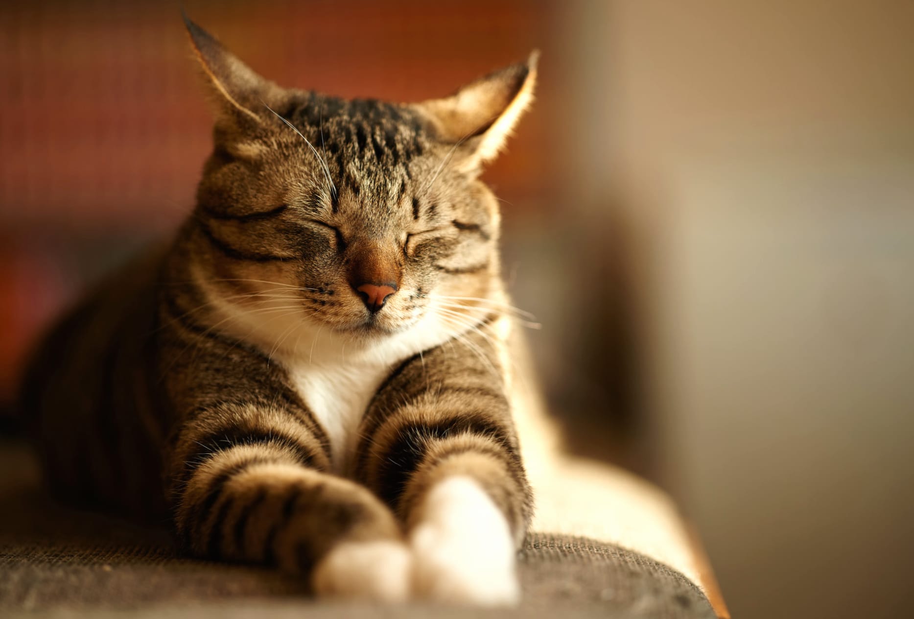 Cozy Cat Nap - at 1024 x 768 size wallpapers HD quality