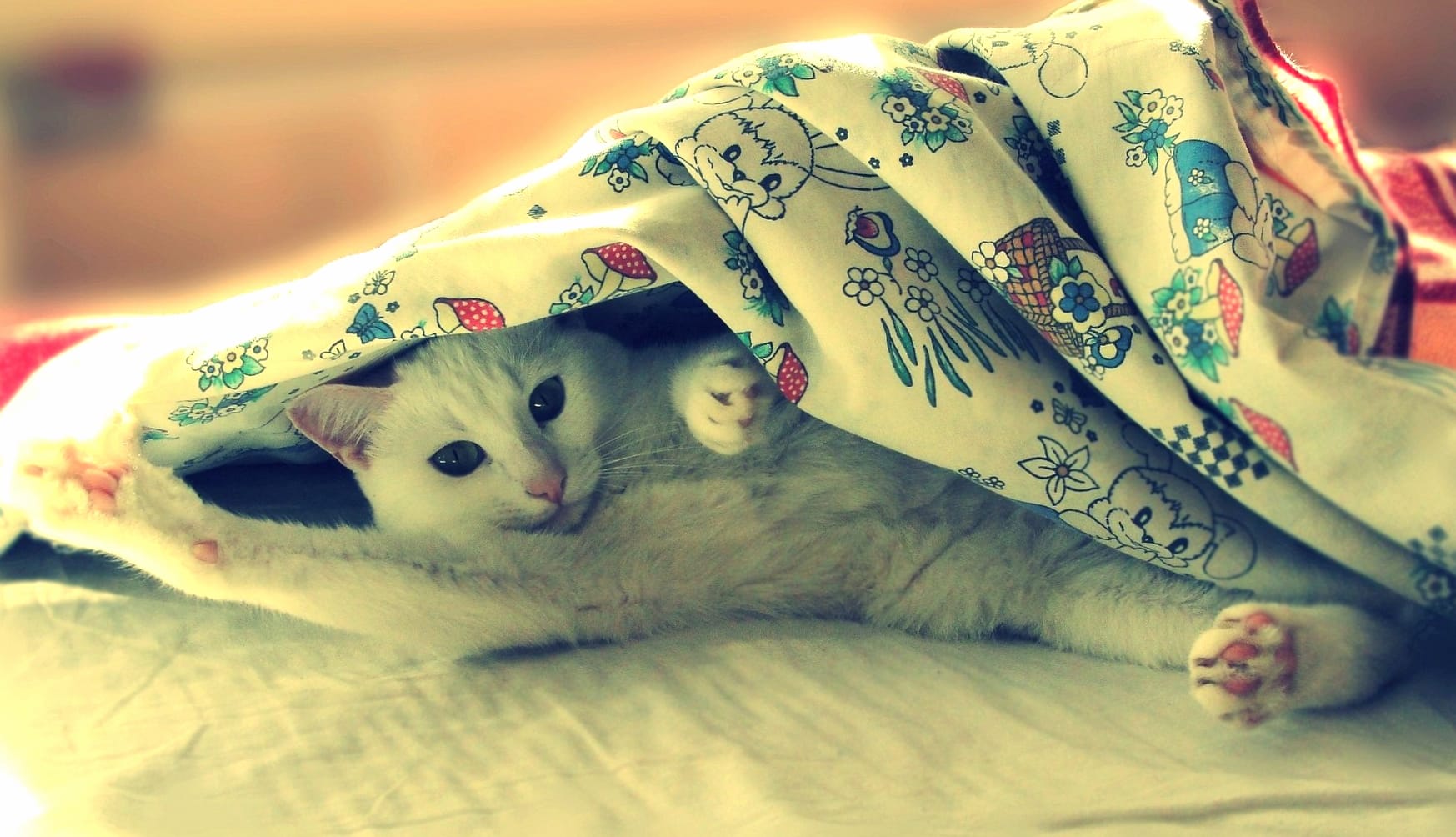 Cozy Cat Under a Blanket wallpapers HD quality