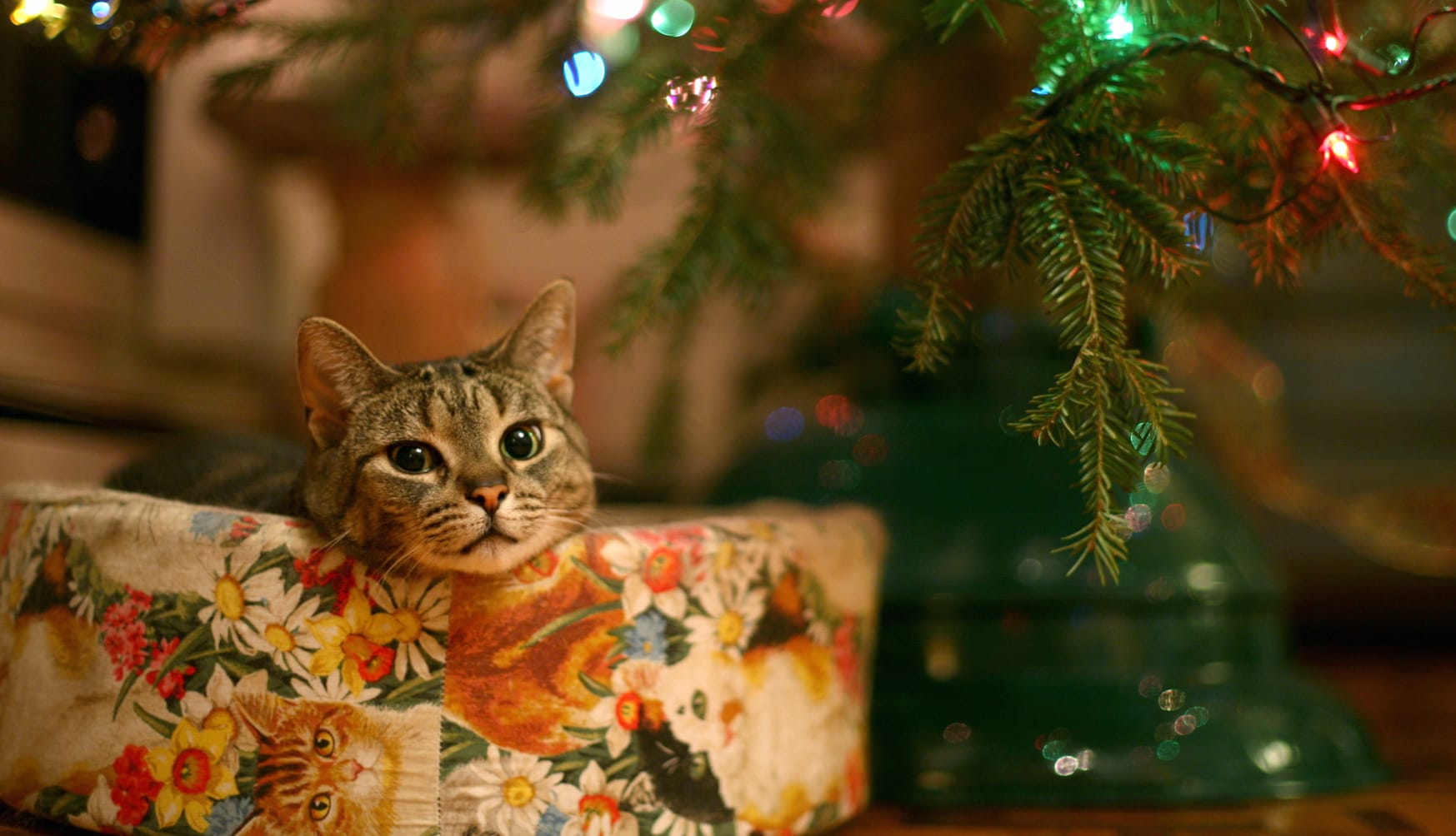 Cozy Christmas Cat wallpapers HD quality