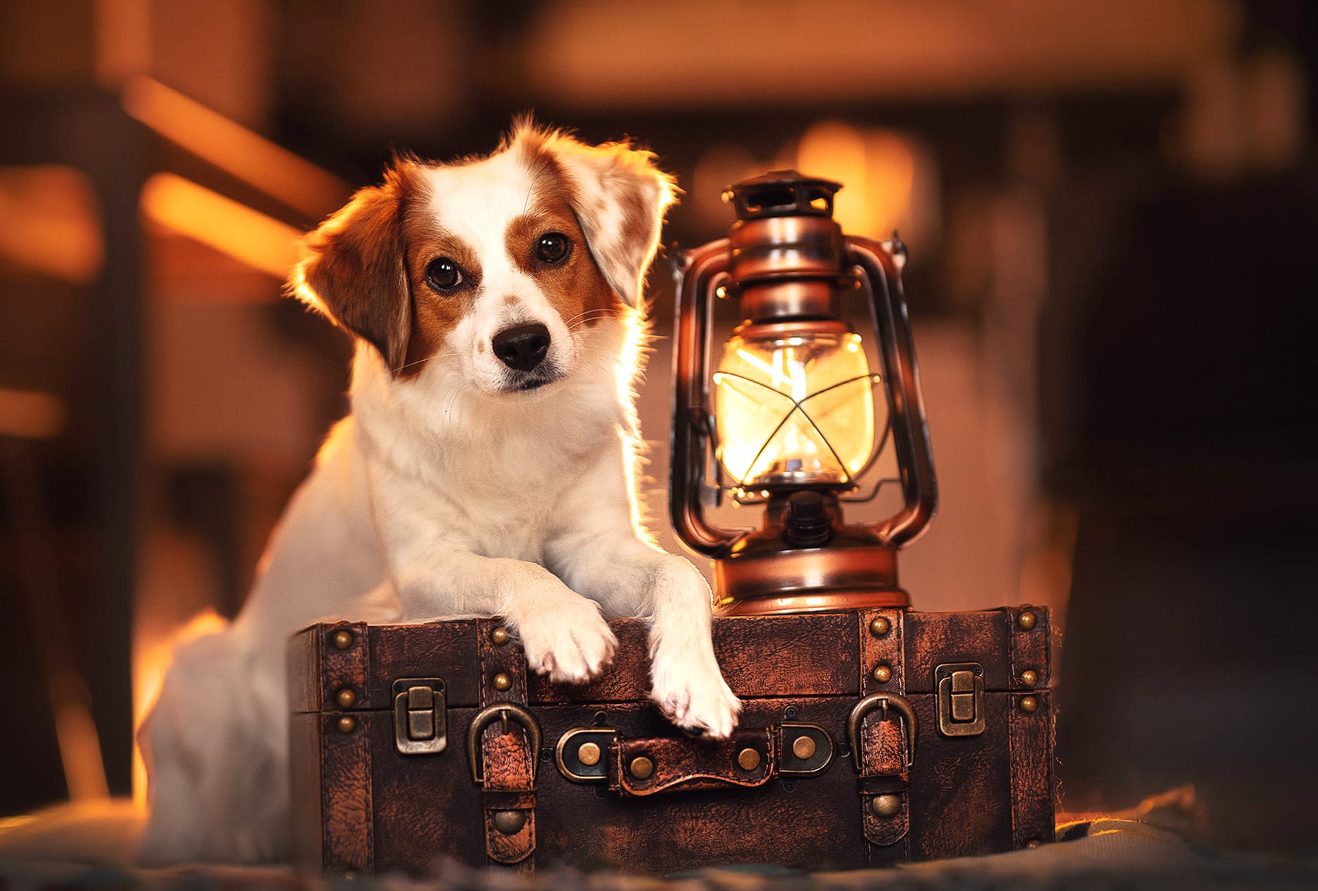 Cozy Dog with Lantern and Suitcase wallpapers HD quality