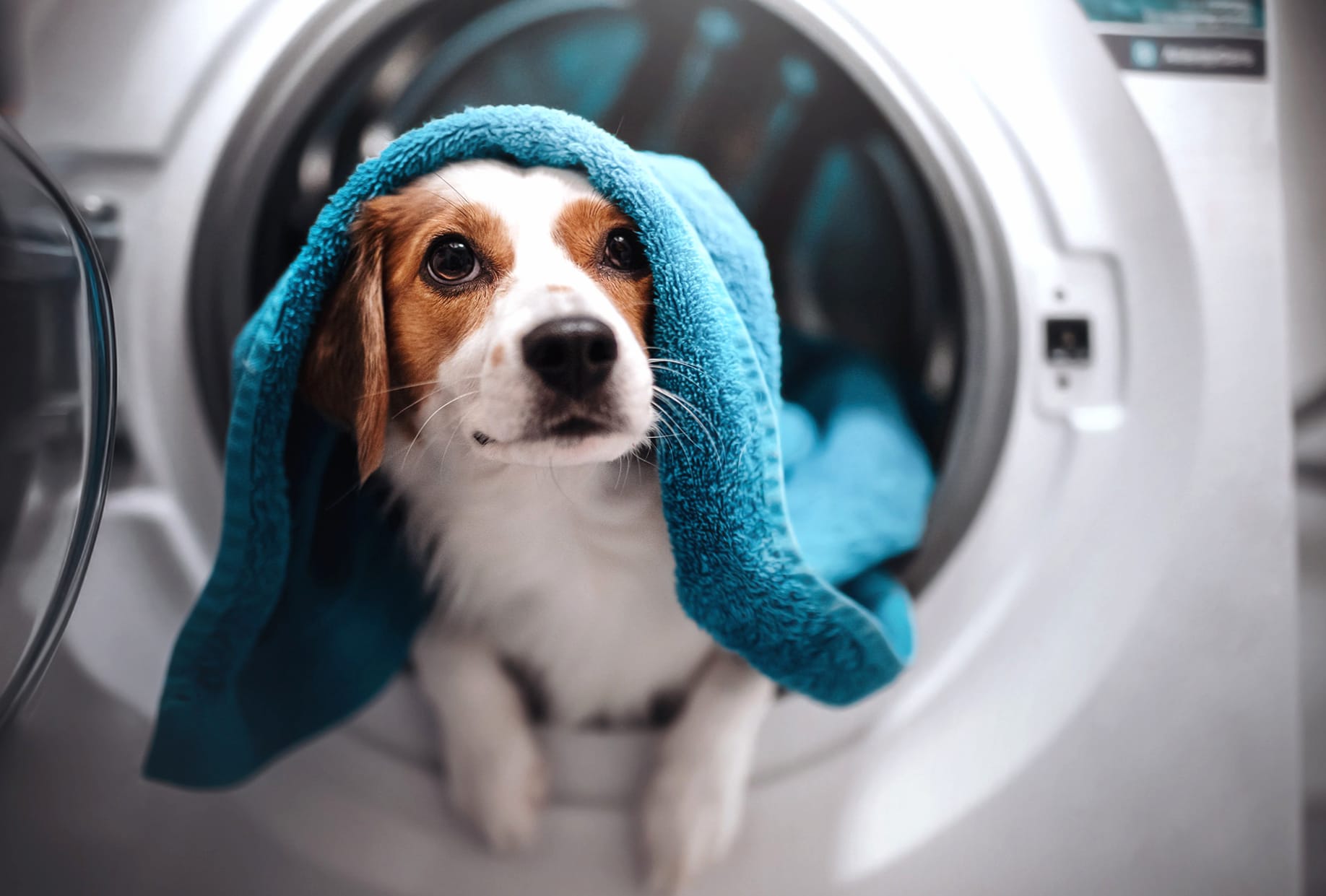 Cozy Dog with Towel - wallpapers HD quality