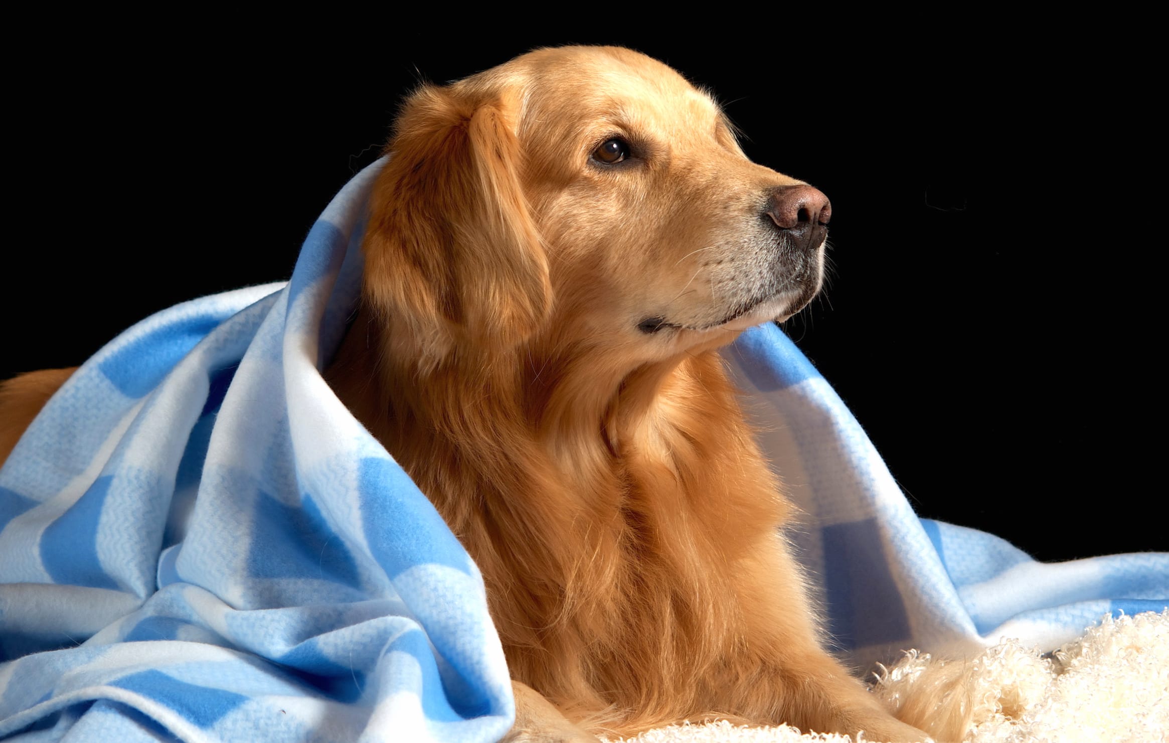 Cozy Golden Retriever wallpapers HD quality