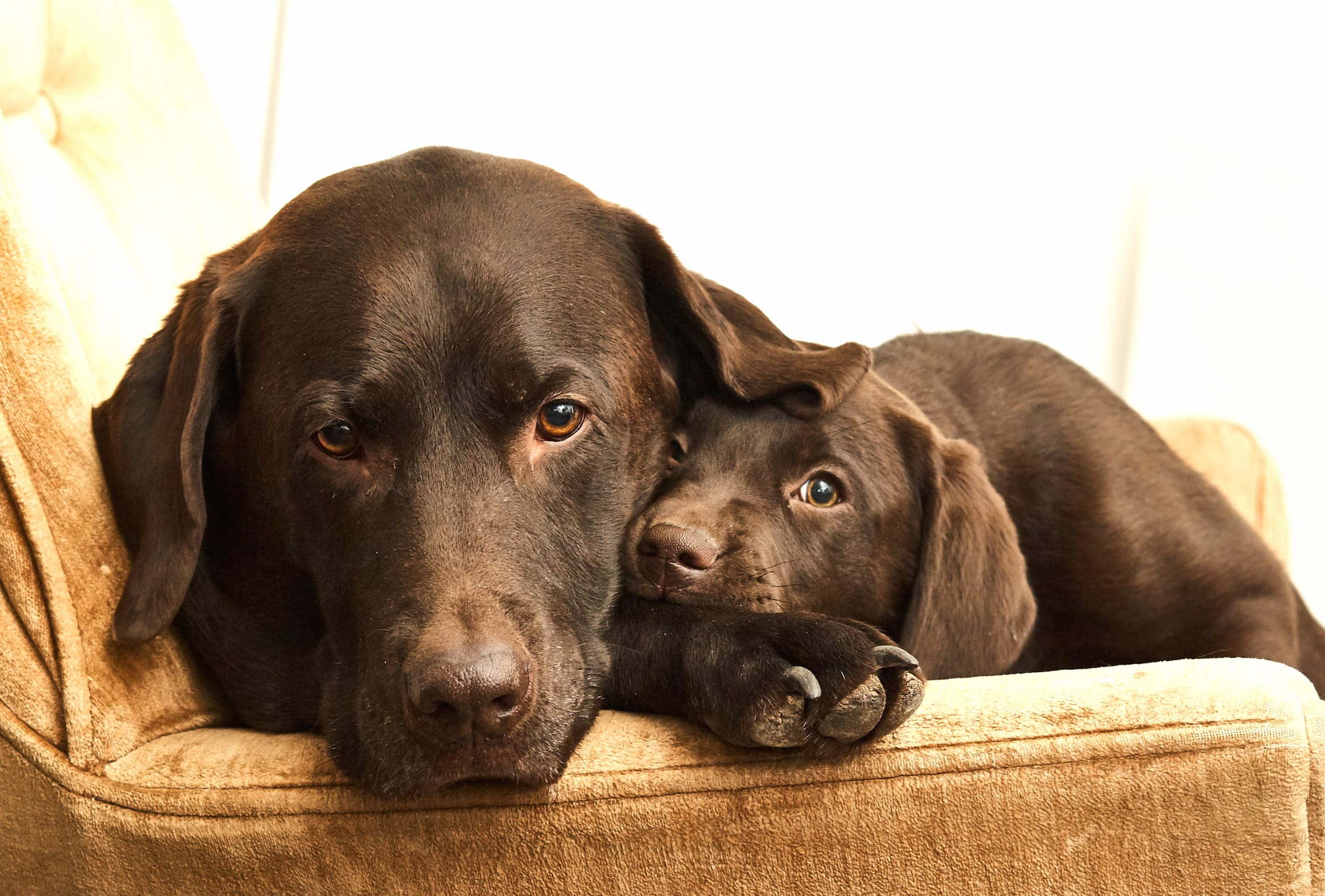 Cozy Labrador Puppy and Parent - wallpapers HD quality