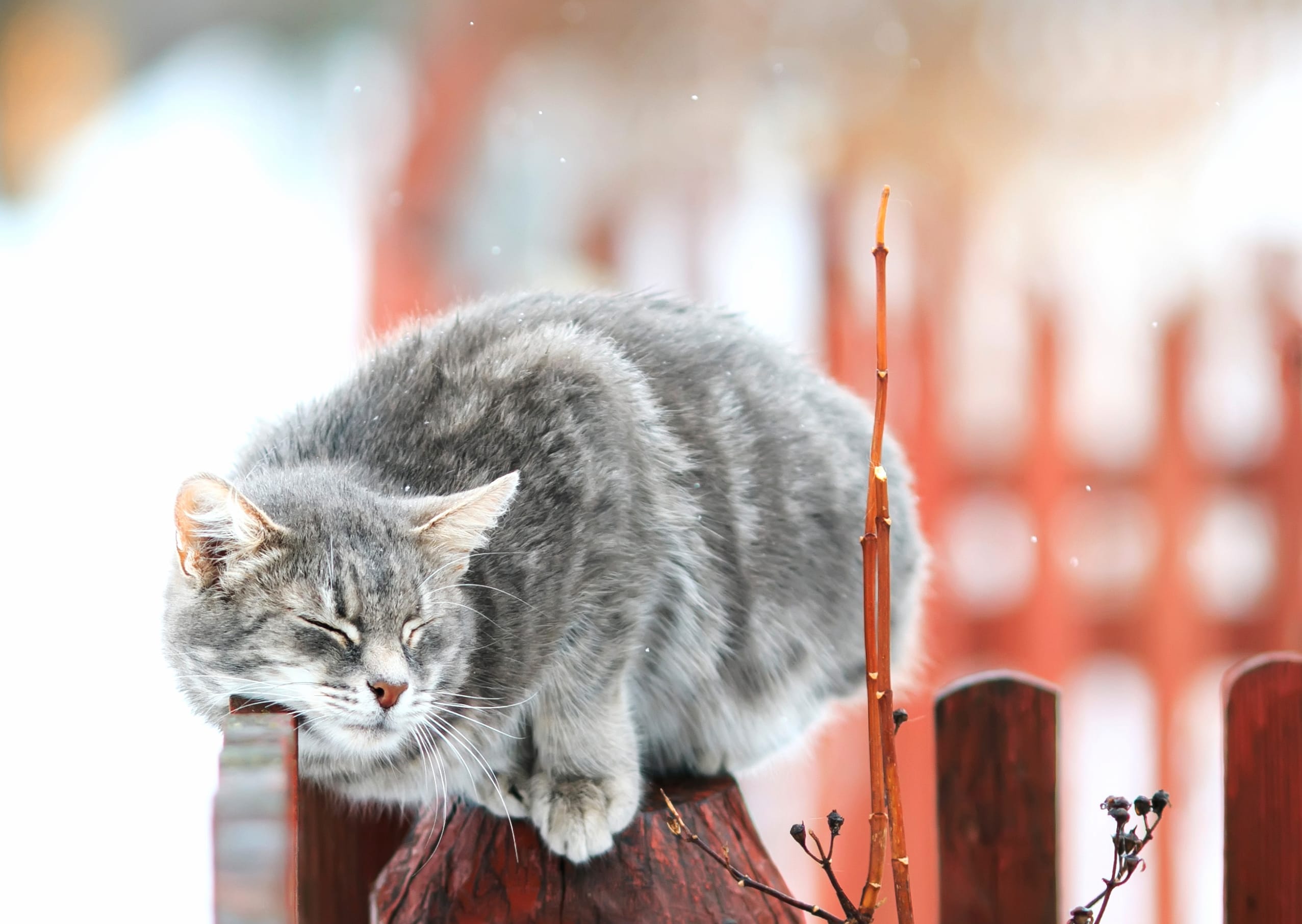 Cozy Winter Cat - wallpapers HD quality