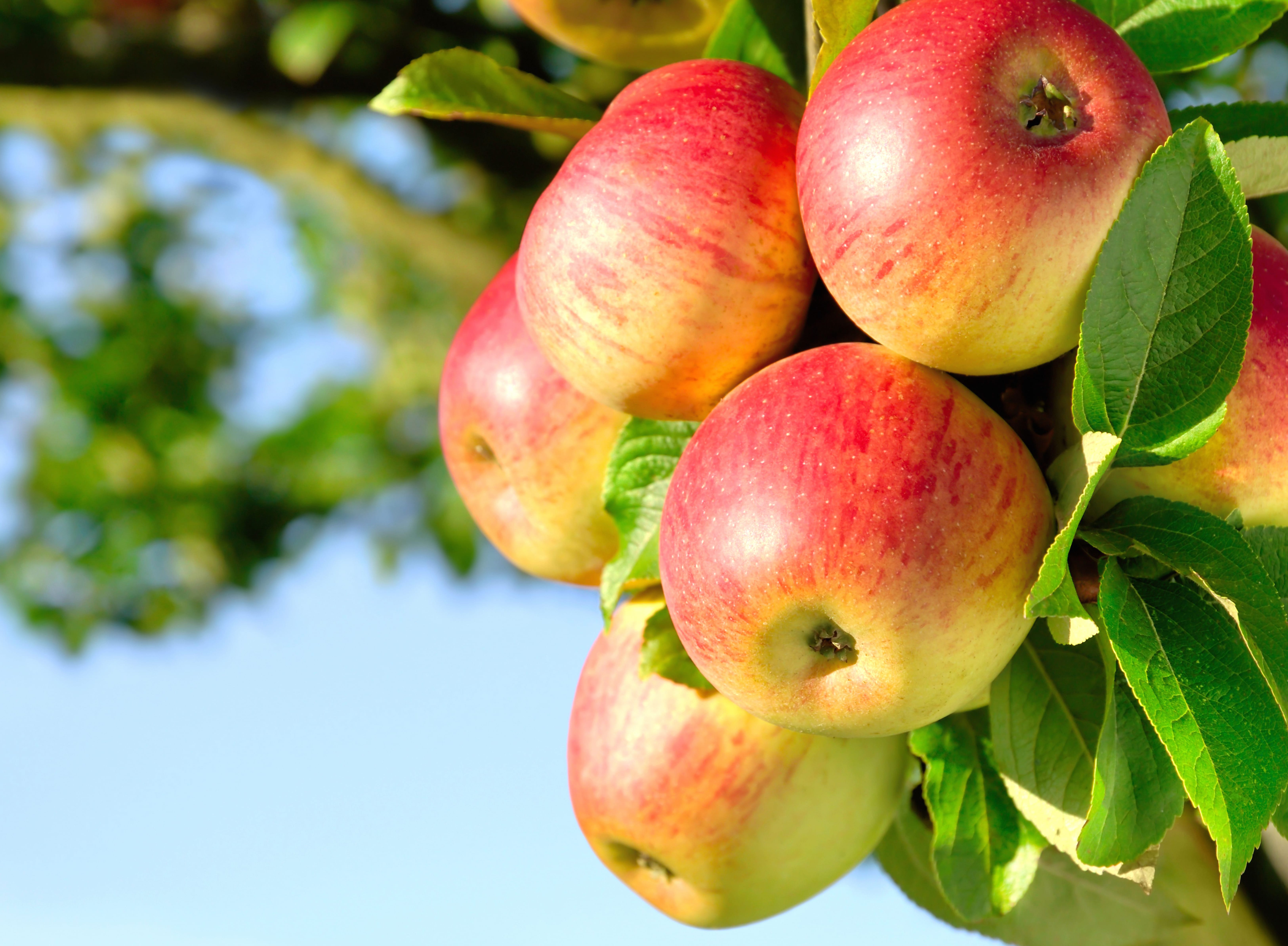 Crisp Apples A Stunning Delight at 1600 x 1200 size wallpapers HD quality