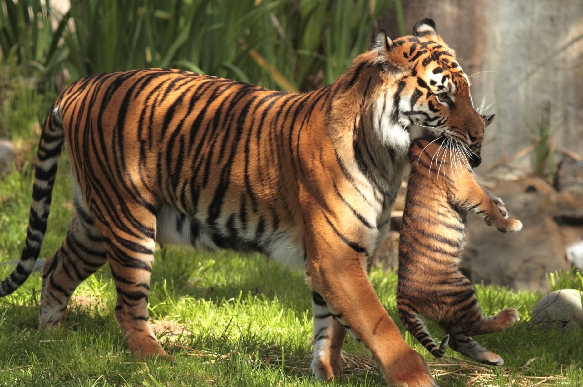 Cub and Guardian Tiger A HD Wildlife Wallpaper wallpapers HD quality