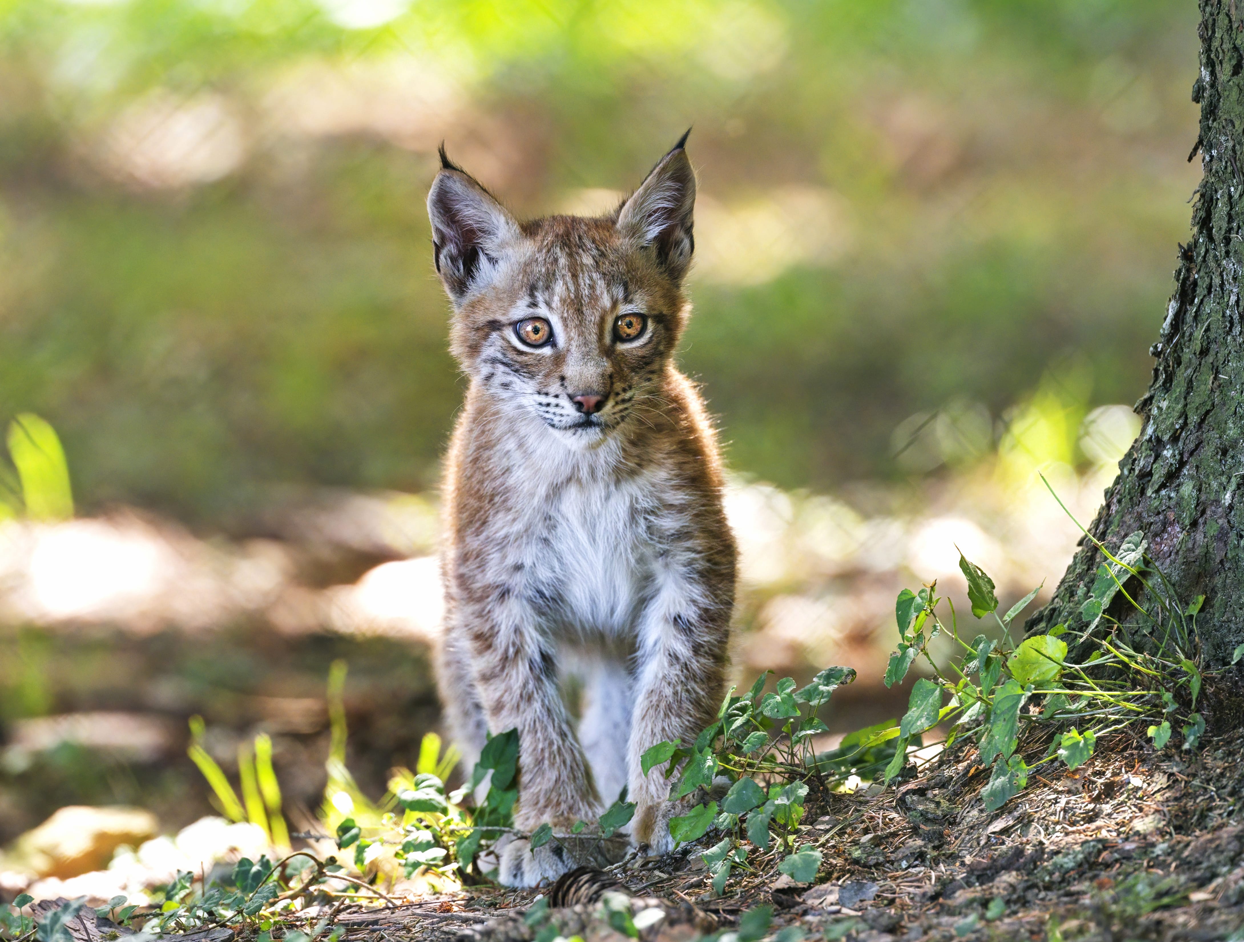 Cub Animal Lynx wallpapers HD quality