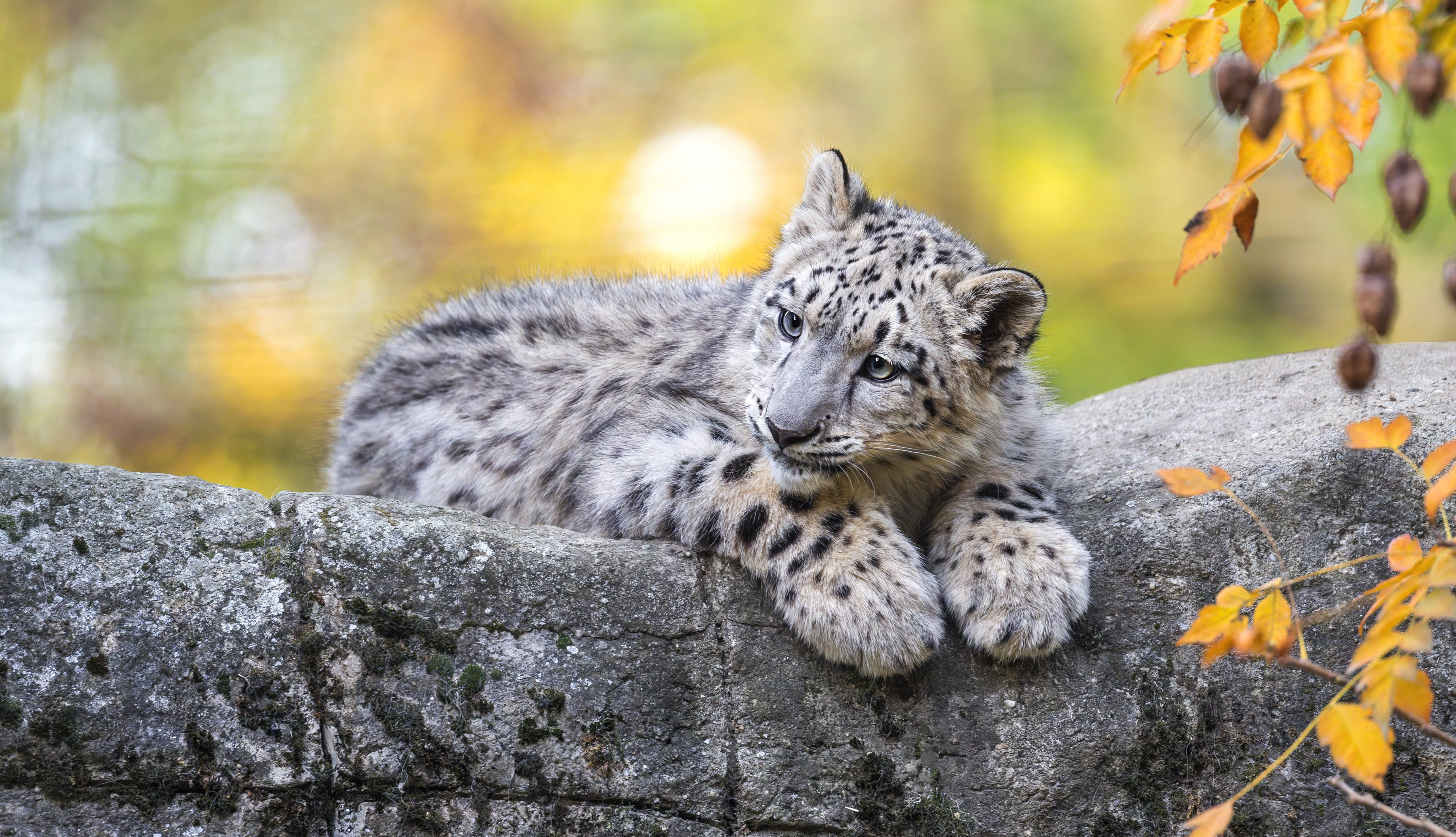 Cub Animal Snow Leopard wallpapers HD quality