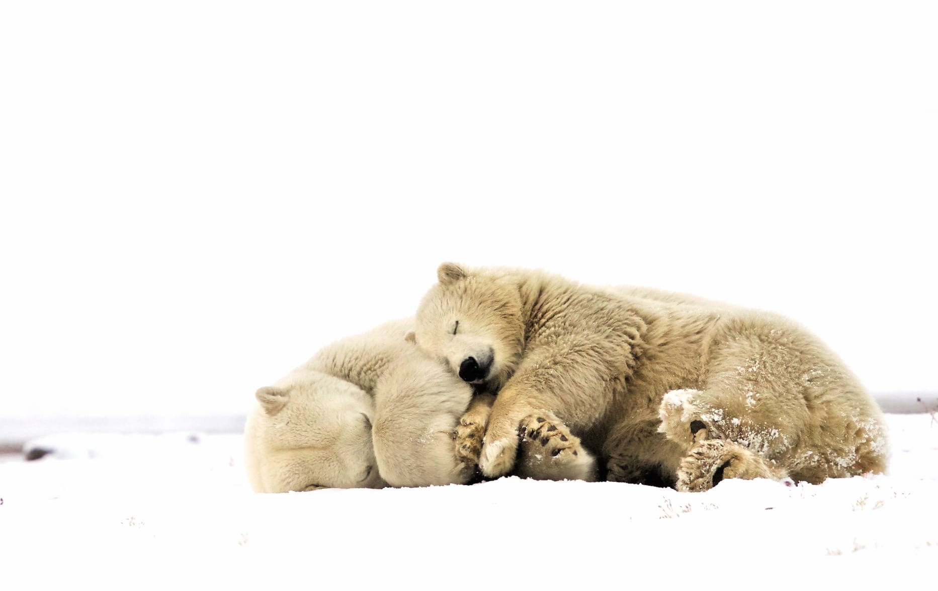 Cuddling Polar Bears wallpapers HD quality