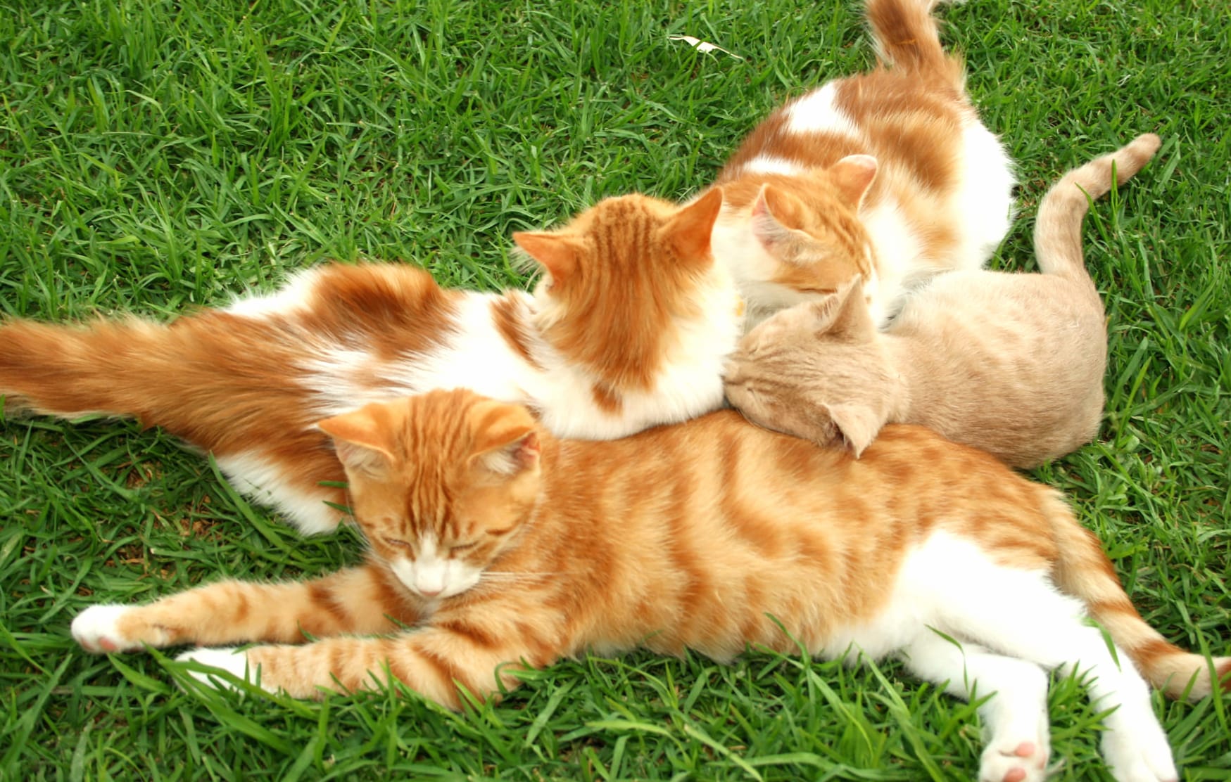 Cuddly Kittens Adorable for Cat Lovers at 2560 x 1440 HD size wallpapers HD quality