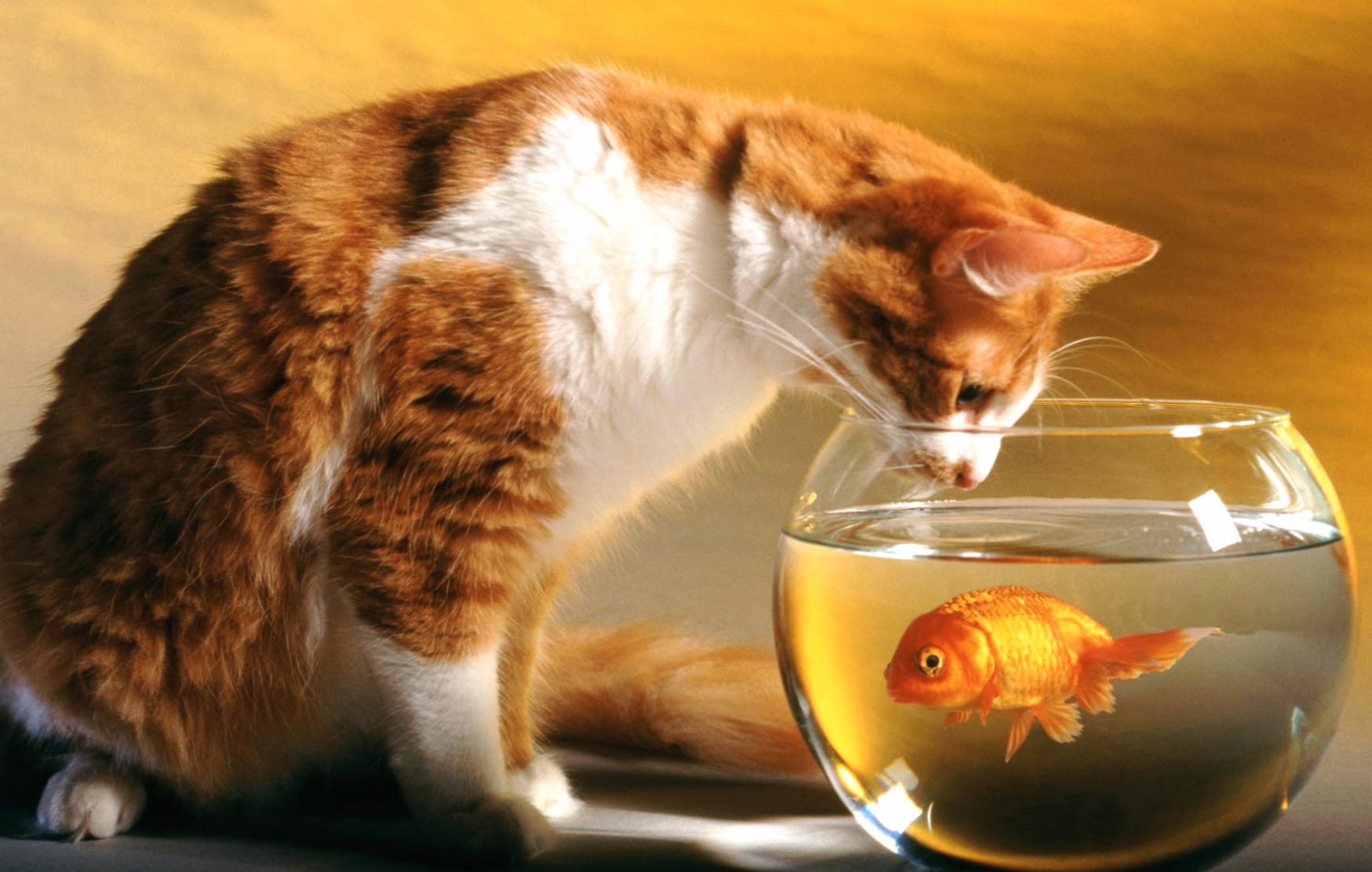 Curious Cat and Goldfish - at 1600 x 900 HD size wallpapers HD quality